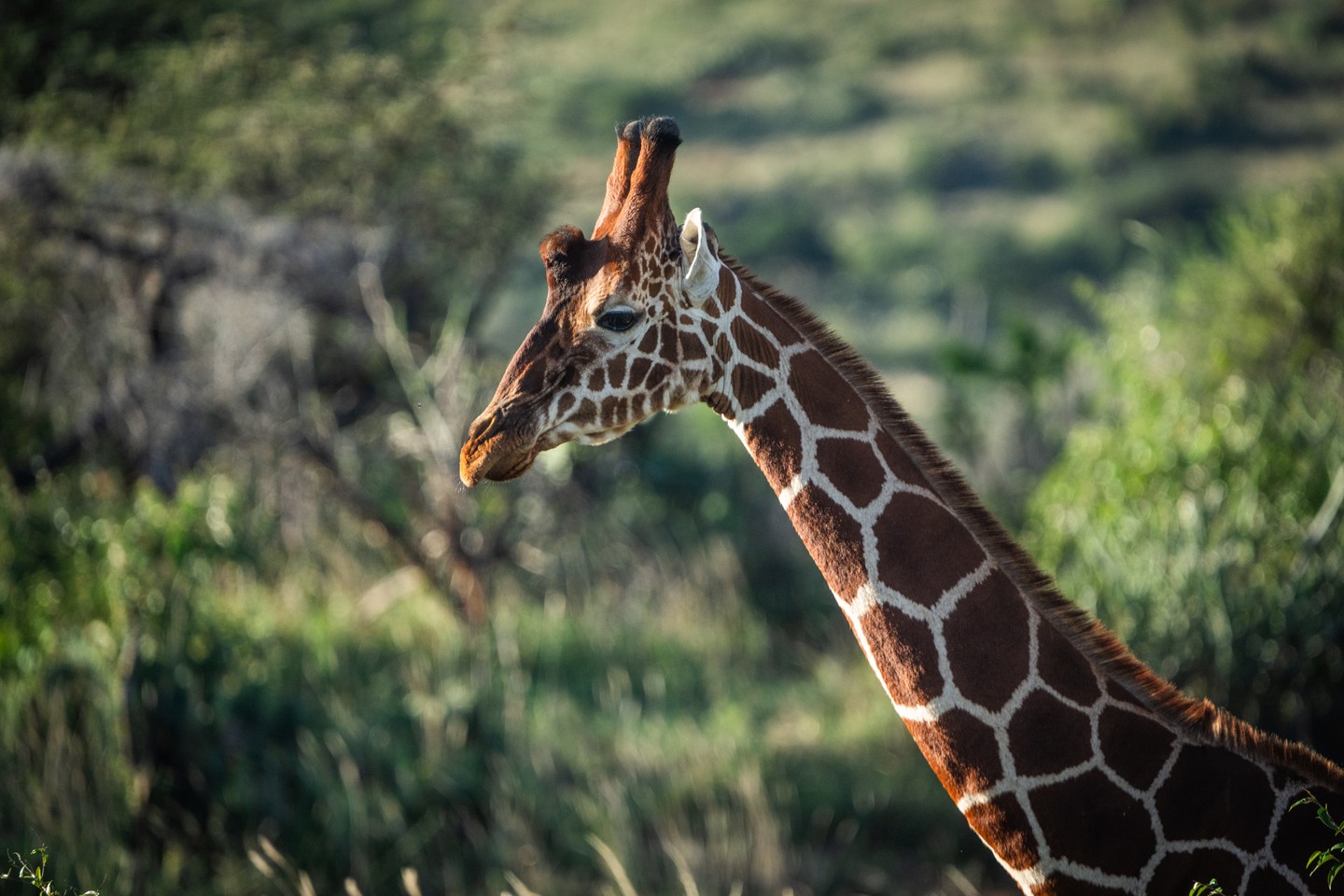 What was once thought to be a single species with several subspecies has now been confirmed to include four distinct species of giraffe: the northern giraffe (Giraffa camelopardalis), southern giraffe (Giraffa giraffa), Masai giraffe (Giraffa tippelskirchi), and the reticulated giraffe (Giraffa reticulata).
At Loisaba Conservancy, we’re working to better understand and protect reticulated giraffes - which are at risk due to habitat loss, poaching and landscape fragmentation - through our long-term partnership with San Diego Zoo Wildlife Alliance (SDZWA). Together, we use photographic identification, satellite collars, and community-based monitoring to study how giraffes use the landscape, move between conservancies, and raise their calves.
This research is helping shape conservation strategies across northern Kenya — ensuring that reticulated giraffes continue to roam freely across connected, healthy rangelands.
Photo © Jamie Lucas
#Loisaba #ReticulatedGiraffe #GiraffeConservation #SDZWA #WildlifeResearch #Kenya #CommunityConservation #ConnectedLandscapes #NatureForAll