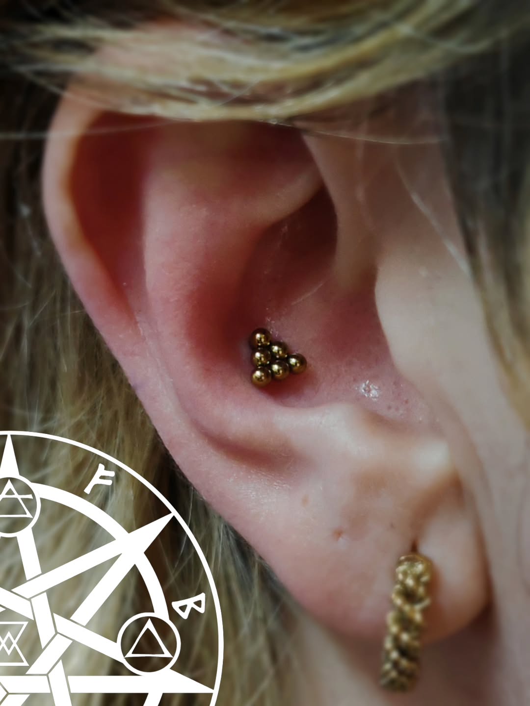 We are back and happy to share this fresh conch with Beaded Pyramid from @tremunpiercing anodised to gold 🪙