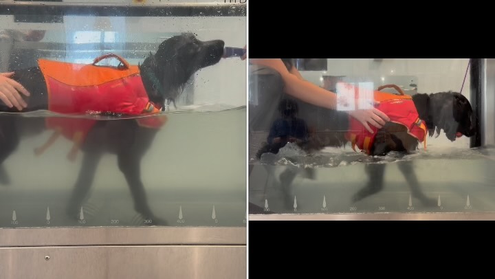🐾 Progress Update! 🐾
Take a look at this amazing progress video!
🌊 Monty – our lovely 2-year-old Labrador x Spaniel – has been coming for hydrotherapy following patella luxation in his left hind limb and pain associated with hip extension. He’s now completed his 12th session with us and has made fantastic progress!
Monty’s hip range of movement and overall fitness have improved massively, and his owner is absolutely thrilled to see him back enjoying his normal activities again. Well done, Monty! 💪🐶