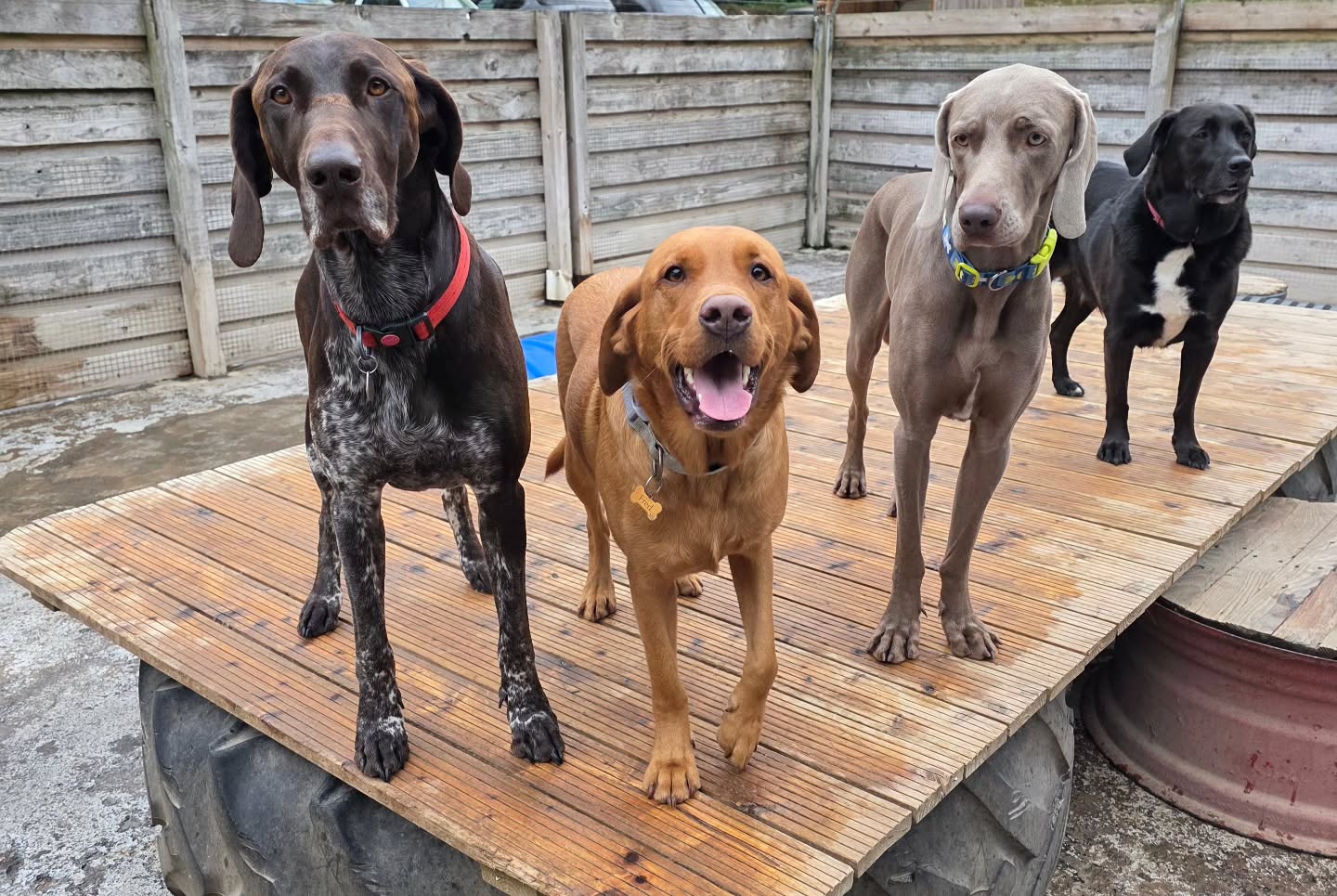 Friends at Doggy Daycare 🐕 ❤️