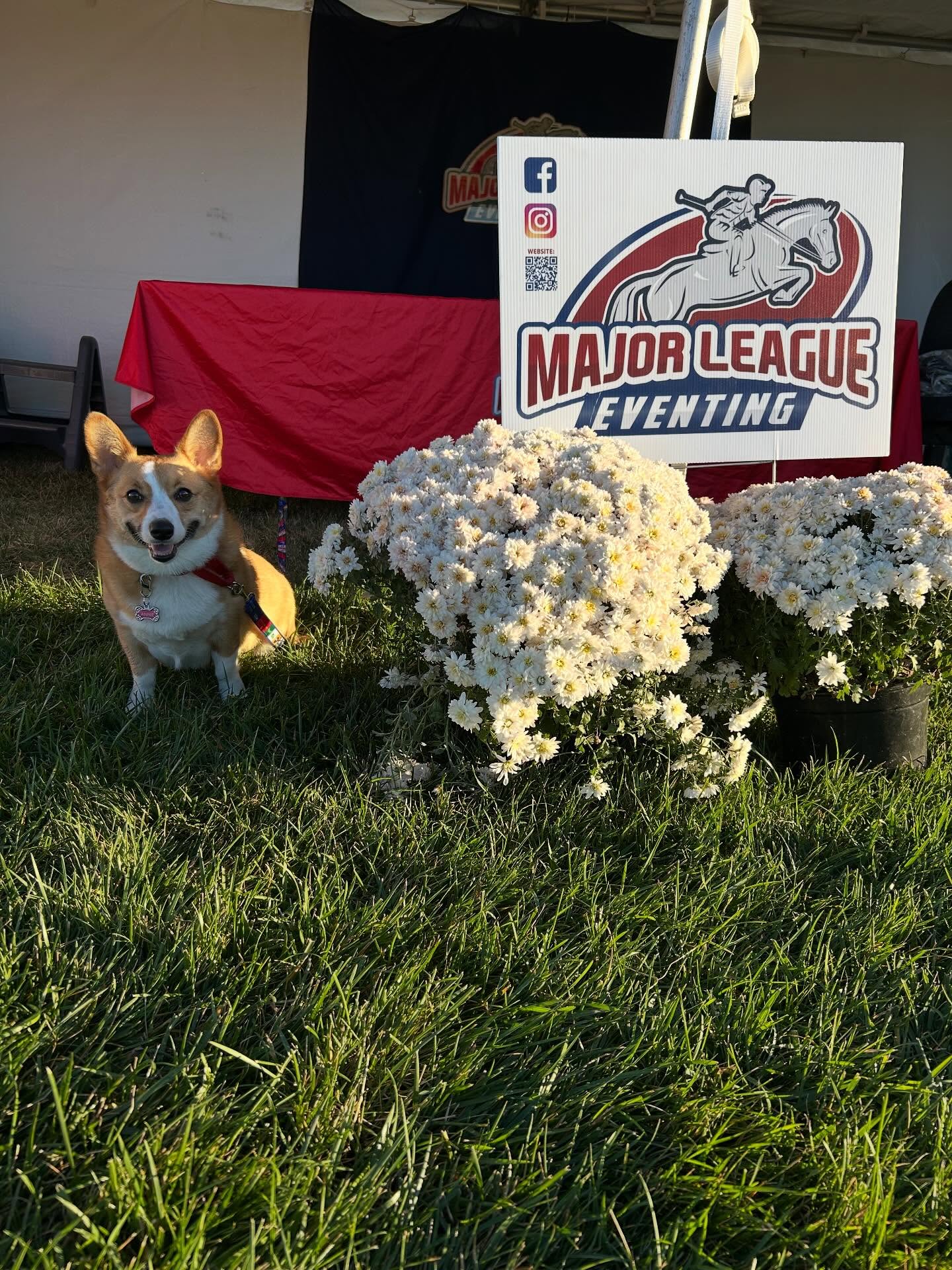 We are still on our @maryland5star high and plan on sharing our interviews over the next couple weeks from the MD5* Radio which is provided by Taylor Harris Insurance Services during the Mars Maryland 5* at Fair Hill presented by Brown Advisory. This week is Dressage Day 1 and we talked to @laineyea @officialteamphoenix @tommygreengard @oliviasdutton @teamlilley.eventing @raf_eventing @isabelle_bosley Lindsay Traisnel, @kpm.eventing and @anna_buffini . We are so excited to share these fun interviews with you and hope you enjoy them as much as we did!
Available wherever you listen to podcasts!
https://www.buzzsprout.com/168580/episodes/18075881
Please support our sponsors:
@manentailequine
@cowboymagicusa
@exhibitorsequine
@triplecrownfeed
#buzzsprout
#spotify
#pandorapodcasts
#applepodcasts📱📻🎙🎧
#facebookpodcast
#eventing
#showjumping
#dressage
#equestrian
#equestrianlifestyle
#equeatrianpodcast
#horse
#horsesofinstagram
#usea
#usef
#majorleagueeventing
#majorleagueeventingpodcast