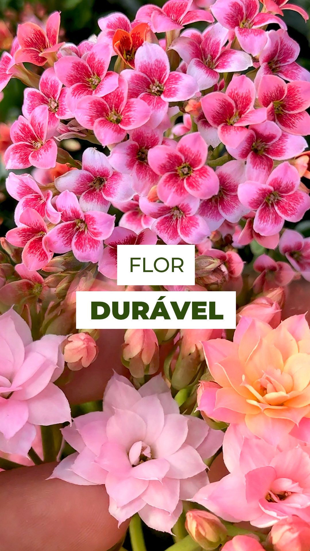 Kalanchoe de corte: uma flor que dura e encanta! 🌸
O Kalanchoe de corte é pura resistência, uma flor que pertence a família das suculentas e armazena água nas folhas, o que garante resistência natural e beleza por muito mais tempo, assim ele pode permanecer lindo e florido por até 30 dias!
Quer uma decoração que dure? Aposte nele!
Ou para dentro de casa, apenas troque a água a cada 5 dias e aproveite o espetáculo da natureza.
Já conhecia essa flor incrível?
Conta pra gente nos comentários! 👇
#kalanchoe #kalanchoeblossfeldiana #floradafortuna #flordecorte #floresduradouras #florescoloridas #suculentas #suculentasfloridas #decorcomflores #naturezaemcasa #belezanatural #amorporflores #suculenta #decoração #arranjo #flores #flor #decor