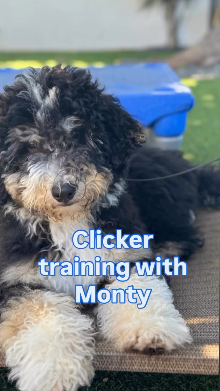 Clicker training takes precision and great timing! Practice makes perfect. Thanks Monty and his family for the many reps to nail the heel position today. Ask me below for tips and for the link to my favorite clicker #clickertraining #puppytrainingtips #clickertrainingfordogs