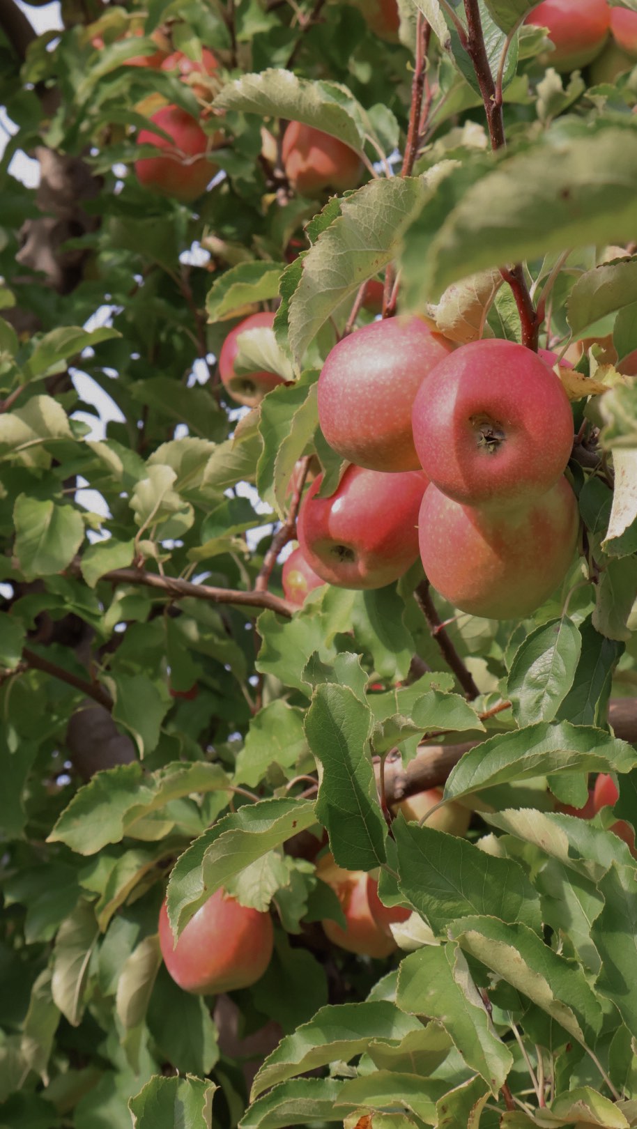 Just us and an apple 🍎
#autumnweather #connecticut #newenglandliving #equestrianlifestyle #horsegirl