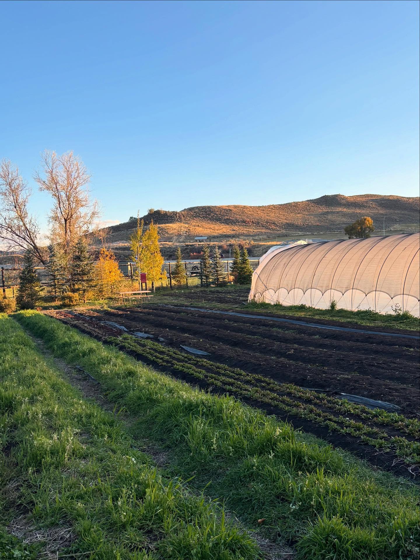 🍁We are officially closed for the season!
There will be NO Farm Stand NOR Smokewood BBQ this Friday! 🍁
Thank you all so much for hanging out at the Farm with us this season, we are excited to host Pop-Ups and other fun things for you all this winter.
Stay tuned, we are still growing things:)
Best,
Your Favorite Farmhers🐓