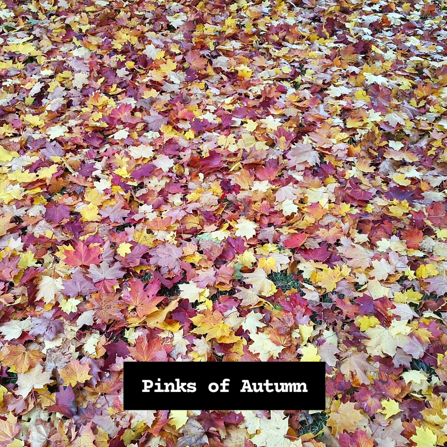 Every photo gets pinker and more autumnal! Enjoy scrolling