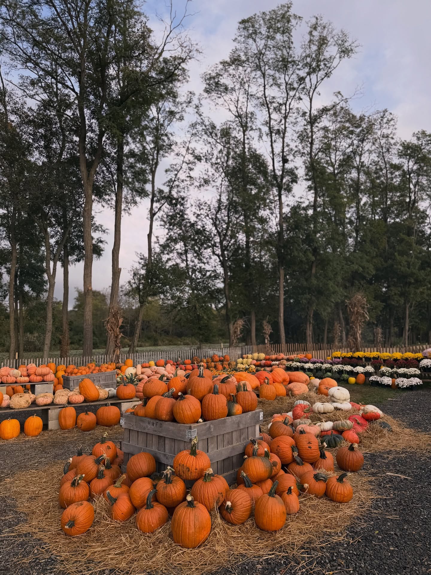 October vibes at the farm 🍂🎃👻
🎃Pick-your-own pumpkins directly from the vine!
🍎Pick-your-own apples: Crimsoncrisp, Crispin, Golden Delicious, Jonagold, Red Delicious, Shizuka, Snapdragon, Suncrisp, & Super Chief
💐Pick-your-own flowers!
🌽Cowboy themed corn maze!🤠
🌽Corn Pit!
🐥Red Valley Ranch Pony Rides & Petting Zoo (Saturday & Sundays only, cash only, separate from admission ticket)
🚜Hayride
🍔Food Tent (Saturday & Sunday only)
🍦Ice Cream Truck (Saturday & Sunday only)
🥦Fall Produce + Brazilian speciality veggies at our tent
🍯Local Honey from @gardenstateapiaries
🍂Fall Flowers at our tent: Mums, Asters, African Marigolds, Montauk Daisies + cornstalks, Indian Corn, & straw bales for fall displays!
⏰Fridays, 9:30am-4:30 pm last entry, Saturdays & Sundays, 9:30 am to 6:00 pm, with 5:30 pm being last entry!
💵We take cash & card!💳
Visit our website (link in bio) for more info!