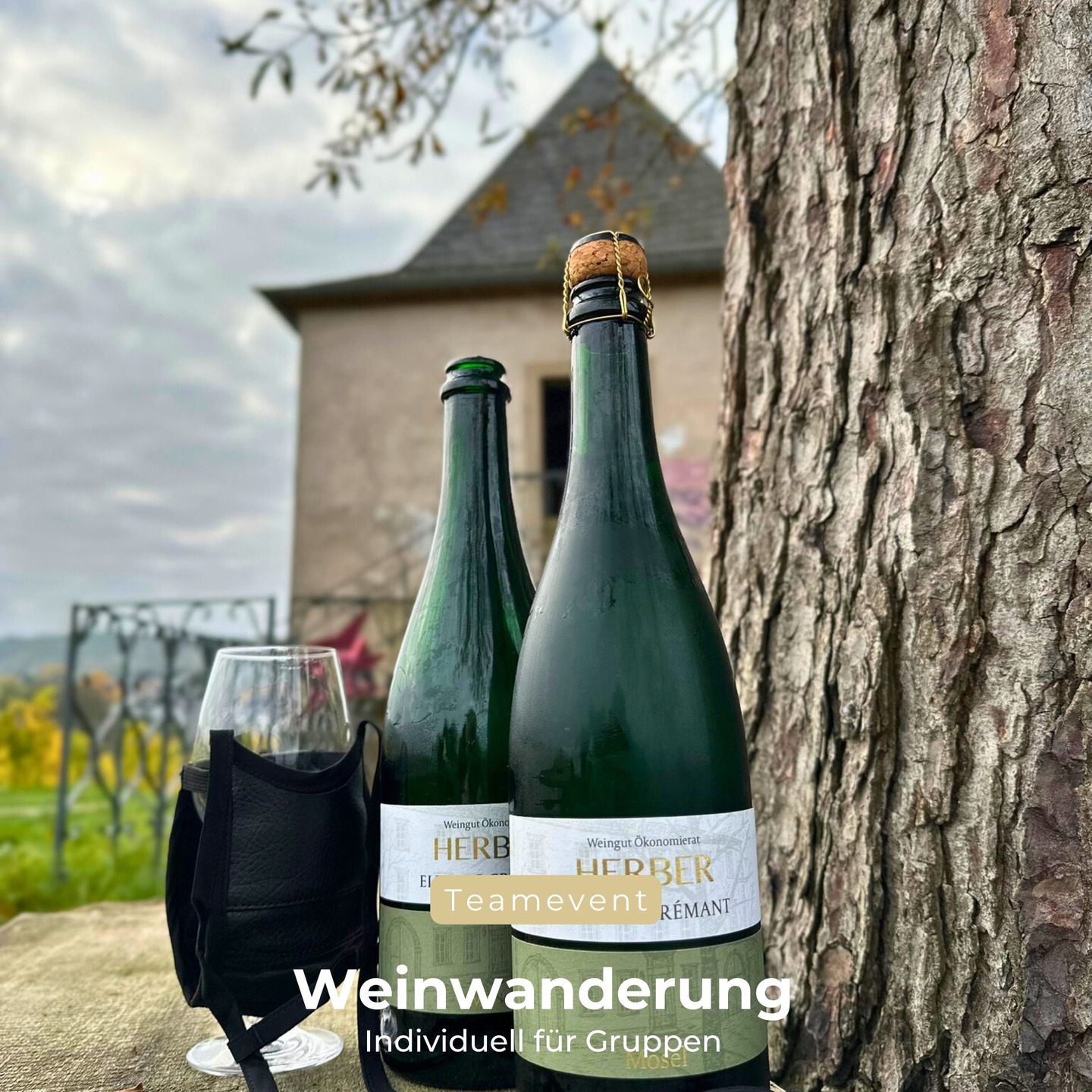 Individuelle Weinwanderungen für Gruppen & Teams
Heute waren drei unserer Sommeliers in den Weinbergen von Perl mit 75 Gästen unterwegs. Damit alles auch bei dieser Gruppengröße koordiniert und ohne Hektik abläuft haben wir den Ablauf individuell angepasst.
Ihr plant auch ein größeres Event?
Ob Freundeskreis, Verein oder Firmenausflug – wir stellen eure ganz persönliche Weinwanderung zusammen. Auf Wunsch auch mit Menü, Verkostung oder Picknick-Station 🍷