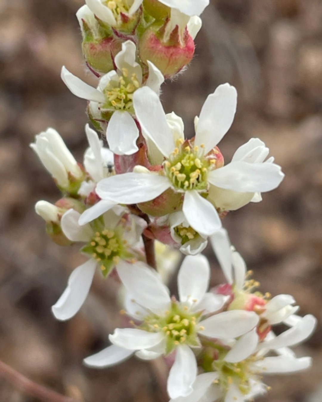 The Running Serviceberry is here! In spring, it’s covered with gorgeous white flowers, and in summer, it offers delicious, nutrient-packed berries! 🍇 Perfect for gardens and supporting wildlife. Get yours today!🌿 New Arrival!
Running Serviceberry (Amelanchier stolonifera) — a native shrub with deep roots in ecology and history.
💫 Spring: Blooms feed early pollinators
🫐 Summer: Sweet, antioxidant-rich berries feed birds and people
🍂 Fall: Brilliant foliage and soil-stabilizing roots
This species supports entire ecosystems — from songbirds and bees to soil microbes and slope restoration. Indigenous peoples once used its berries in pemmican, a nutrient-dense food that sustained generations. Another good choice for small areas or Rain Gardens as well as other areas with little space.
A shrub that’s beautiful, beneficial, and deeply connected to the land.
🌿 Planting to Protect. Restoring to Thrive.
@OriginNativePlants
OriginNativePlants.com
#NewArrival #RunningServiceberry #AmelanchierStolonifera #NativeShrubs #PollinatorPlants #WildlifeHabitat #EdibleNativePlants #EcoGuelph #OriginNativePlants #ResilientByNature #BiodiversityBoost #CulturalHeritage #NatureInspired #PlantNative