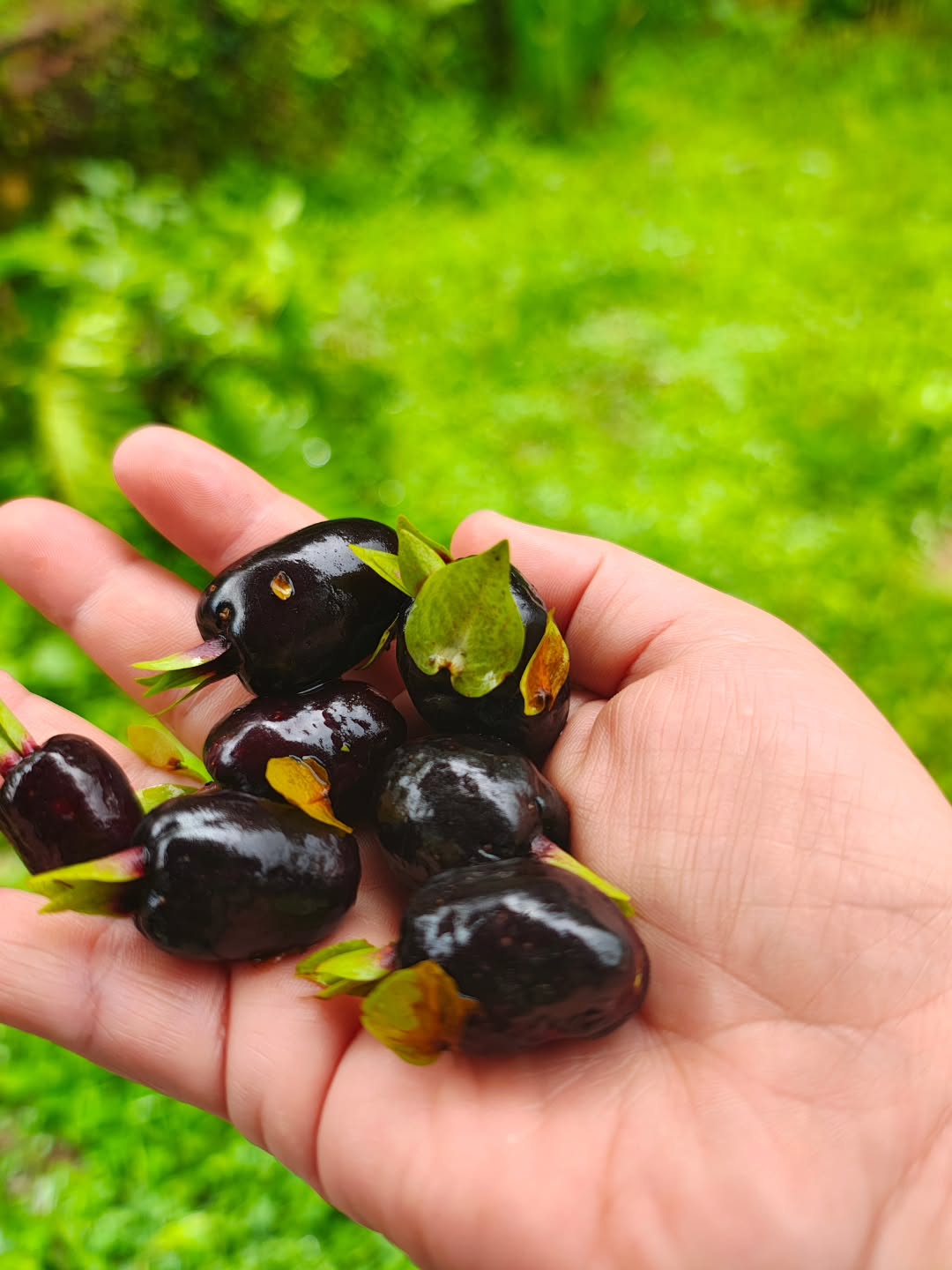 Cereja do mato recém colhida na chuva ♥️♥️♥️
#cerejadomato