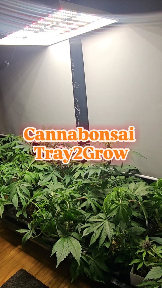 Set-and-forget grows just got real. Meet my new Tray2Grow (AutoPots) system — fully self-watering, totally hands-off — it delivers exactly what each plant needs, when it needs it. No more daily watering of tiny pots (yes, that was getting old).
With this system I can run lots of cannabonsais at once, all happy and hydrated without stress. 💧🌱
👉 Use my code CannaBonsai for 15% off All @autopotgarden_usa products
And of course, shoutout to @_mephistogenetics for keeping things lit in the grow game, link in bio for 10% off their top shelf seeds
Grow smart, not harder. #Cannabonsai
@autopot_global