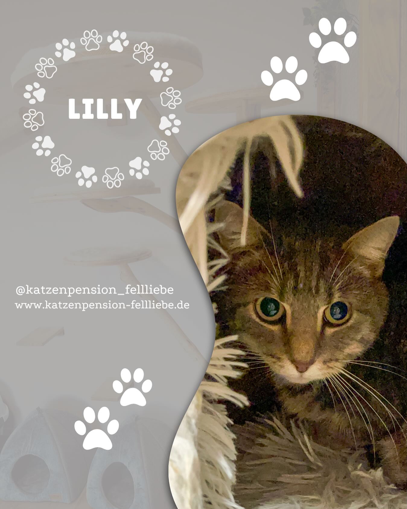 Schön das du da bist liebe ♥️LILLY♥️
.
.
.
.
#Katzenpension #FellLIEBE #kreuztal #olpe #Siegen #netphen #Katzenliebe #Samtpfote #Neuzugang #katze #liebe #katzenpension #fellliebe #siegen #pfoten #hilchenbach #kreuztal #olpe #cat #katzenalltag #katzenurlaub #katzenhotel #haustierbetreuung #love #urlaubmitkatze #schnurrparadies #pfotenfreunde #Oktober