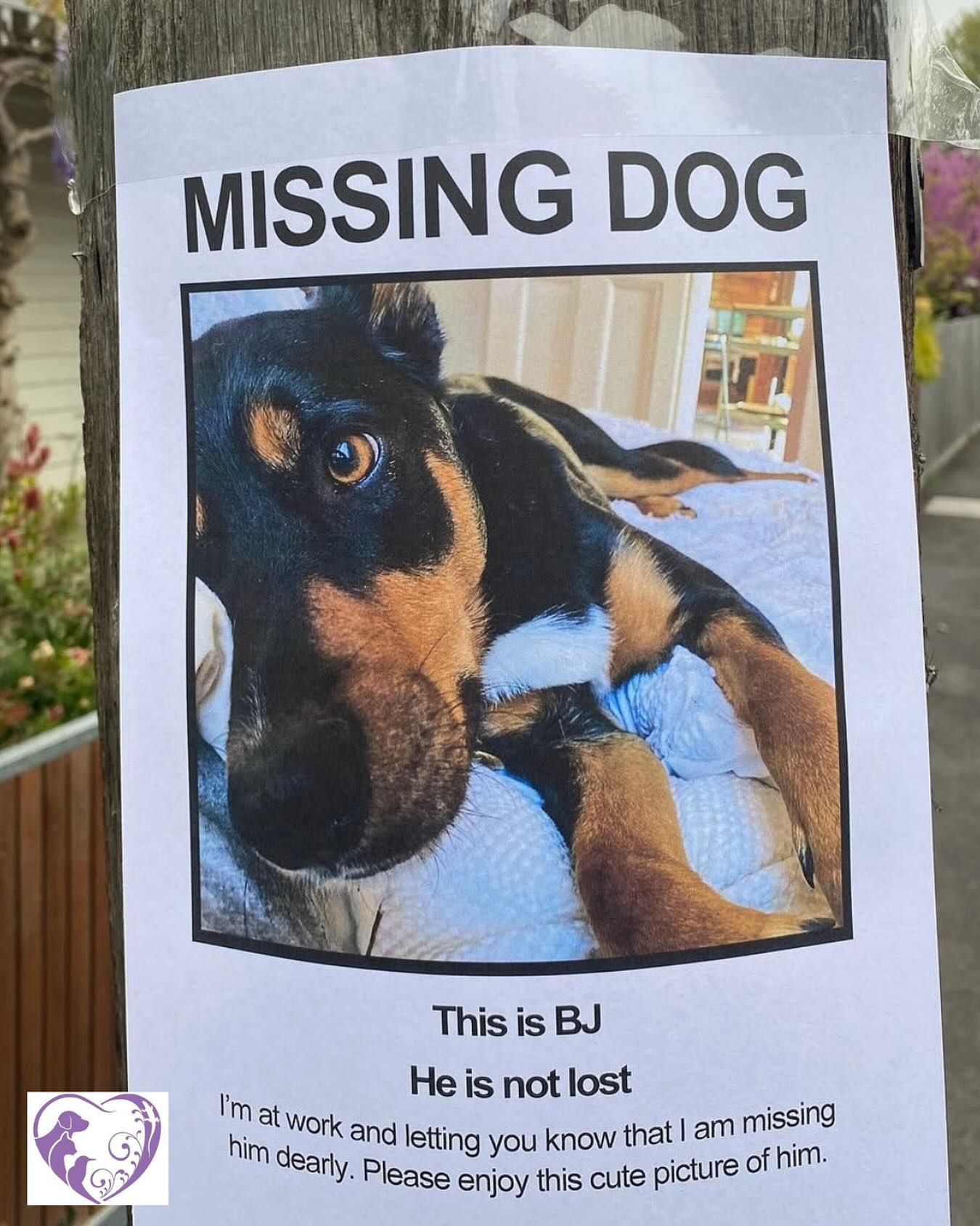 #funny #joke #pet #vet #nerang #goldcoast #dog #cute #miss