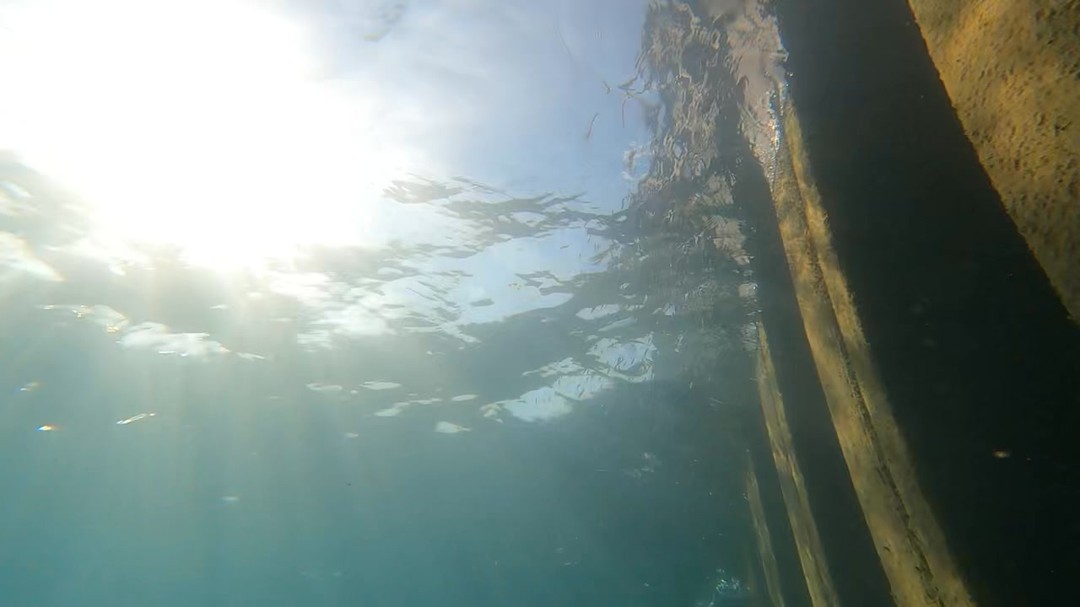 A school of bait fish by the seawall of the St. Clair River.