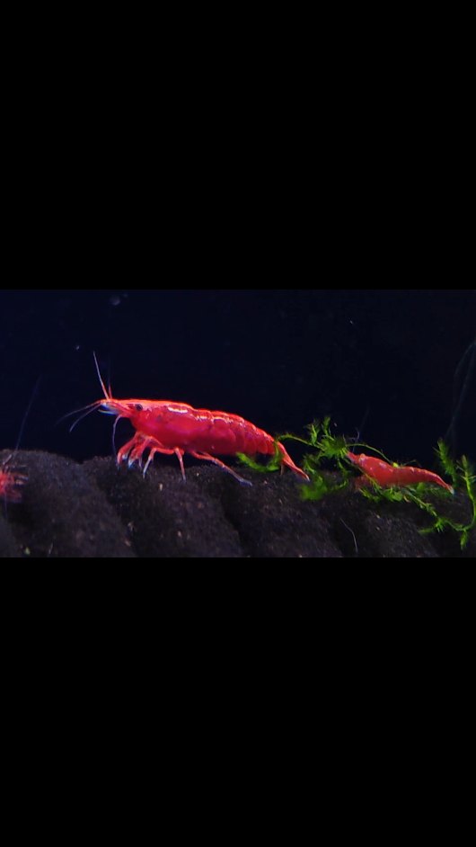 ✨ Sembrano giganti, ma sono grandi appena un centimetro e mezzo! ✨
Guarda la velocità, l’eleganza, la grazia di queste piccole meraviglie: le Neocaridine Red, Yellow, Orange e Blue 🦐
Animali minuscoli, ma capaci di dare una soddisfazione enorme ❤️
Cosa aspetti? Scopri come allevarle e crea anche tu il tuo mini mondo acquatico! 🌿💧
#neocaridina #caridina #shrimp #acquario #acquascaping #aquascape #acquariofilia #gamberetti #neocaridinared #neocaridinayellow #neocaridinaorange #neocaridinablue #fishkeeping #aquariumlife #nanoacquario #naturetank #aquaticlife #passioneacquario