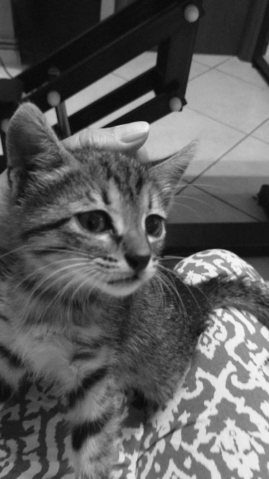 Manchmal sind es die Kleinsten, die am meisten kämpfen müssen …
Der kleine Little John wurde auf dem Weg nach Agios Ioannis von zwei lieben Touristinnen gefunden – schwach, hilflos und mit einem stark entzündeten Auge. 🥺 Sie brachten ihn sofort zum Tierarzt, wo er einige Tage behandelt wurde. Sein entzündetes Auge wird aller Wahrscheinlichkeit nach entfernt werden müssen, aber er bekommt die Chance auf ein schmerzfreies Leben. ❤️
Inzwischen ist Little John bei Filukka untergekommen, wo er nicht allein ist:
Er teilt sich sein Plätzchen mit Adi, einem Kitten, das in der Nähe von Glossa gefunden wurde,
und mit Emma, einem kleinen Mädchen, das bereits Anfang September völlig abgemagert und geschwächt gefunden wurde.
Leider gab es diese Woche Komplikationen:
Little John hatte sehr hohes Fieber, vermutlich aufgrund der starken Augeninfektion. Dank Antibiotika und entzündungshemmenden Schmerzmitteln konnte sein Zustand stabilisiert werden – er ist wieder auf dem Weg der Besserung. 💪
💔 Adi hat es leider nicht geschafft 💔
Der kleine Kämpfer war extrem schwach, hatte starken Durchfall und war stark dehydriert. Trotz sofortiger Versorgung durch den Tierarzt konnten wir ihn nicht retten. Es bricht uns das Herz, dass er schon so jung gehen musste. 😢
Adi war voller Hoffnung, ein kleines Wesen, das trotz aller Widrigkeiten tapfer um sein Leben gekämpft hat. Sein Verlust erinnert uns schmerzlich daran, wie zerbrechlich diese kleinen Geschöpfe sind – und wie wichtig jede helfende Hand ist. 🕊️
Und dieses Schicksal zeigt einmal mehr: Kastration ist entscheidend, um Leid wie das von Little John und Adi und der kleinen Emma zu verhindern. Jede kastrierte Katze hilft, künftiges Elend auf der Straße zu vermeiden. Kastrationen retten Leben💛
#strayanimalcare
#tierschutz #katzenliebe #streunerkatzen #skopeloscats #rescuecat #katzenretten #hopeforcats #handinhandfürtiere # gemeinsamfürdentierschutz #tierliebe #adoptdontshop #tierschutzverein #regenbogenbrücke #katzenhilfe #kastrationrettetleben #tierhilfe