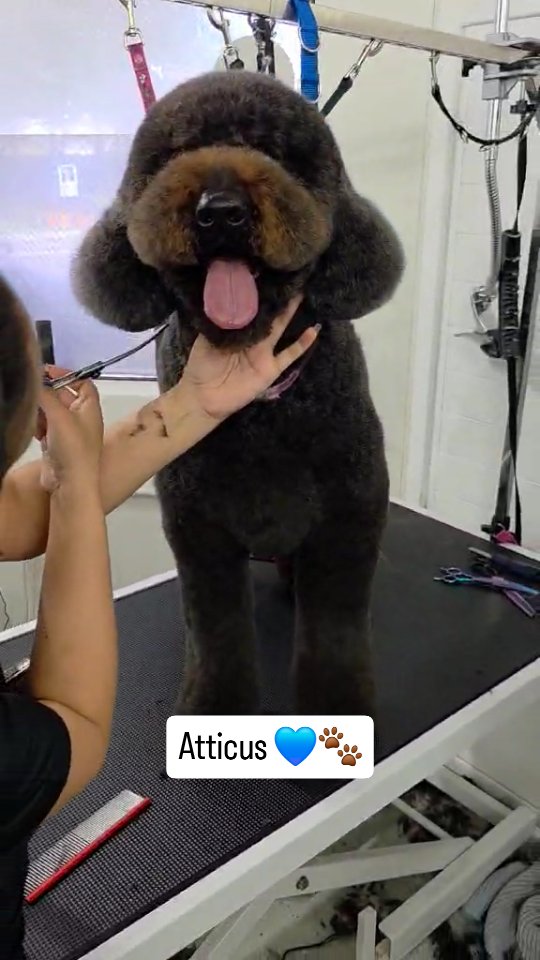 Atticus looks amazing after his groom with Meena today 😍