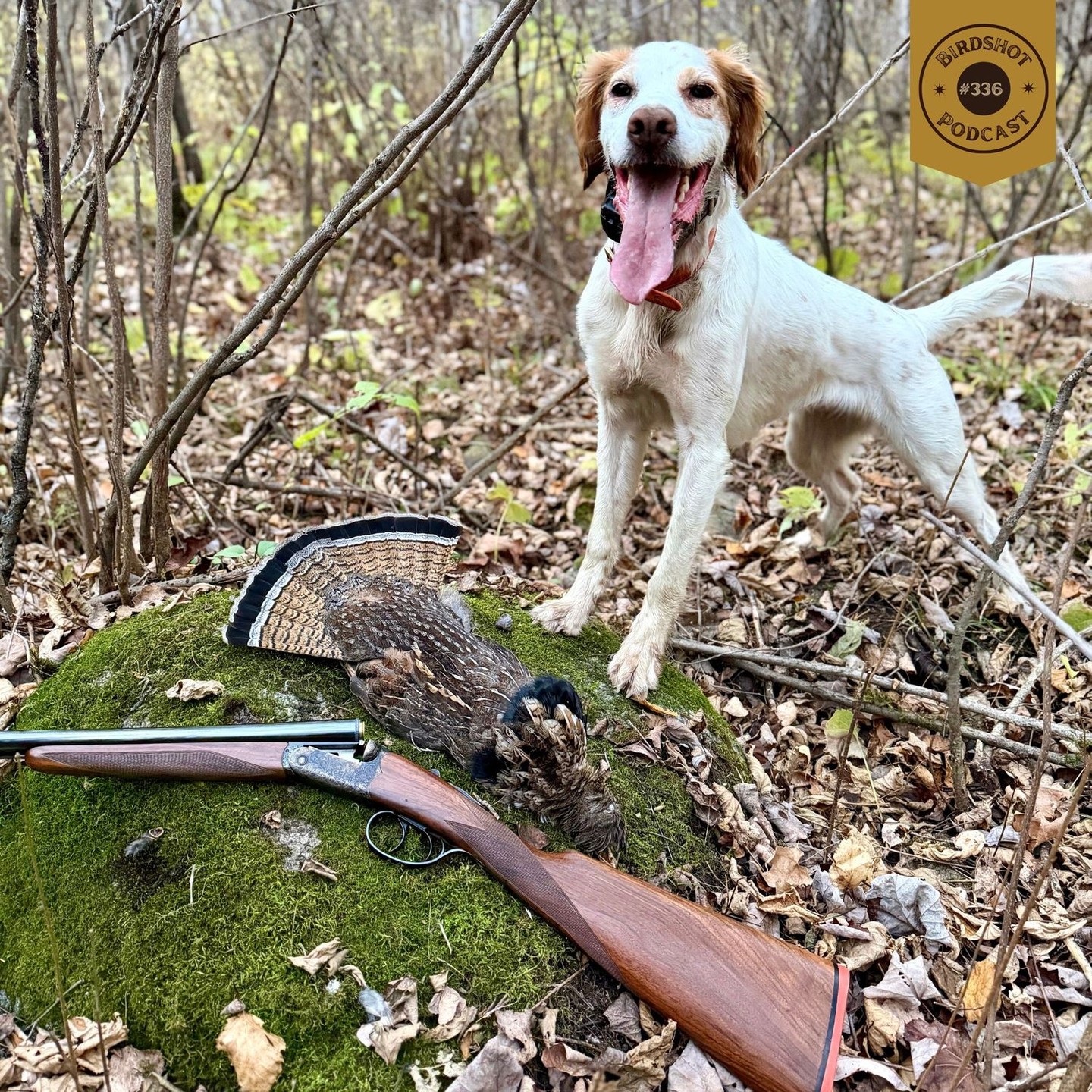 🎙 NEW EPISODE — #336 | It’s that time of year again — my annual conversation with Ann Jandernoa of Northwind Enterprises. Ann joins me to share insights on ruffed grouse and woodcock habitat, seasonal movement patterns, and how bird hunters can read the woods to find birds this fall. We also talk bird dogs, food sources, and forest conditions across the Northwoods.
–
🎧 Tap the link in bio to listen + watch
📍 Available on Spotify, Apple Podcasts & YouTube
–
💥 Presented by:
@onxhunt | Use code BSP20 to save 20%
–
💥 Supported by:
@final.rise
@upland_gun_company
@marshwearclothing
@trulockchokes | Use code BS10 to save 10%
_
#birdshotpodcast #onxhunt #uplandhunting #grousehunting #woodcockhunting #birddogs #ruffedgrouse #northwoods #habitat #grousedogs
