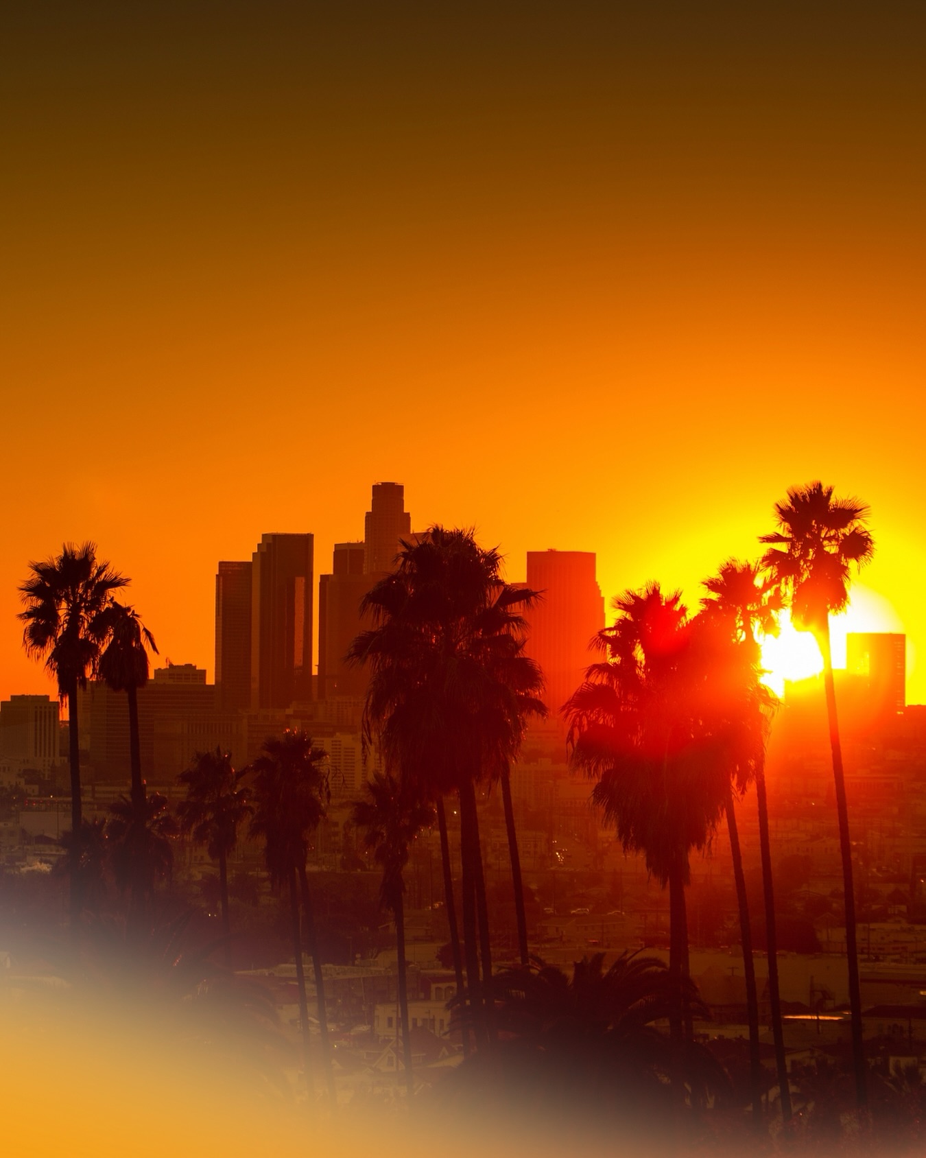 Legacy 71 is more than tequila; it is the experience of belonging to something eternal. 🥃✨🐺
Legacy 71 es más que un tequila: es la experiencia de pertenecer a algo eterno.
#LA #losangeles #tequila #agave #legacy71