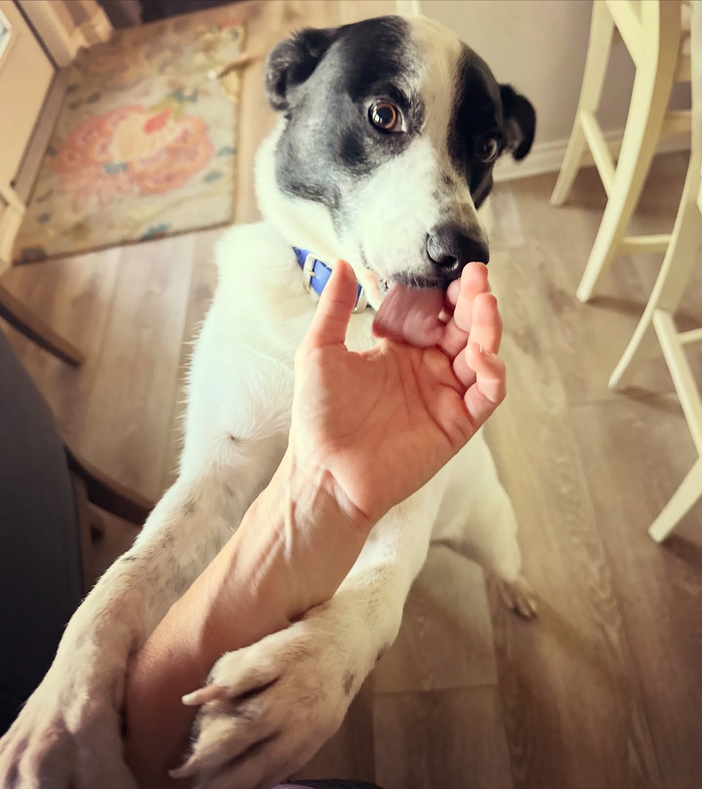 We Love CARL 💙
📍Boerne, TX
🐾Boerne Pet Sitting - 830-837-3135
#pets #petsitting #petsitter #boerne #fairoaksranch