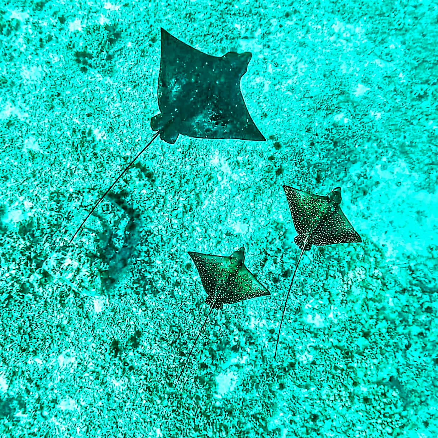 What an incredible and rare sighting!
We caught a Bat Ray being gracefully "escorted" by two Spotted Eagle Rays—they were absolutely stunning swimming together in this coordinated formation!
The science behind the beauty: This is a classic case of commensalism. The lead Bat Ray does the hard work, digging up the seabed for food. The two Eagle Rays swim alongside, perfectly positioned to snatch the small creatures that get flushed out. A beautiful, energy-saving synergy to witness!
#dentistwhotakesphotos #hawaiidentist