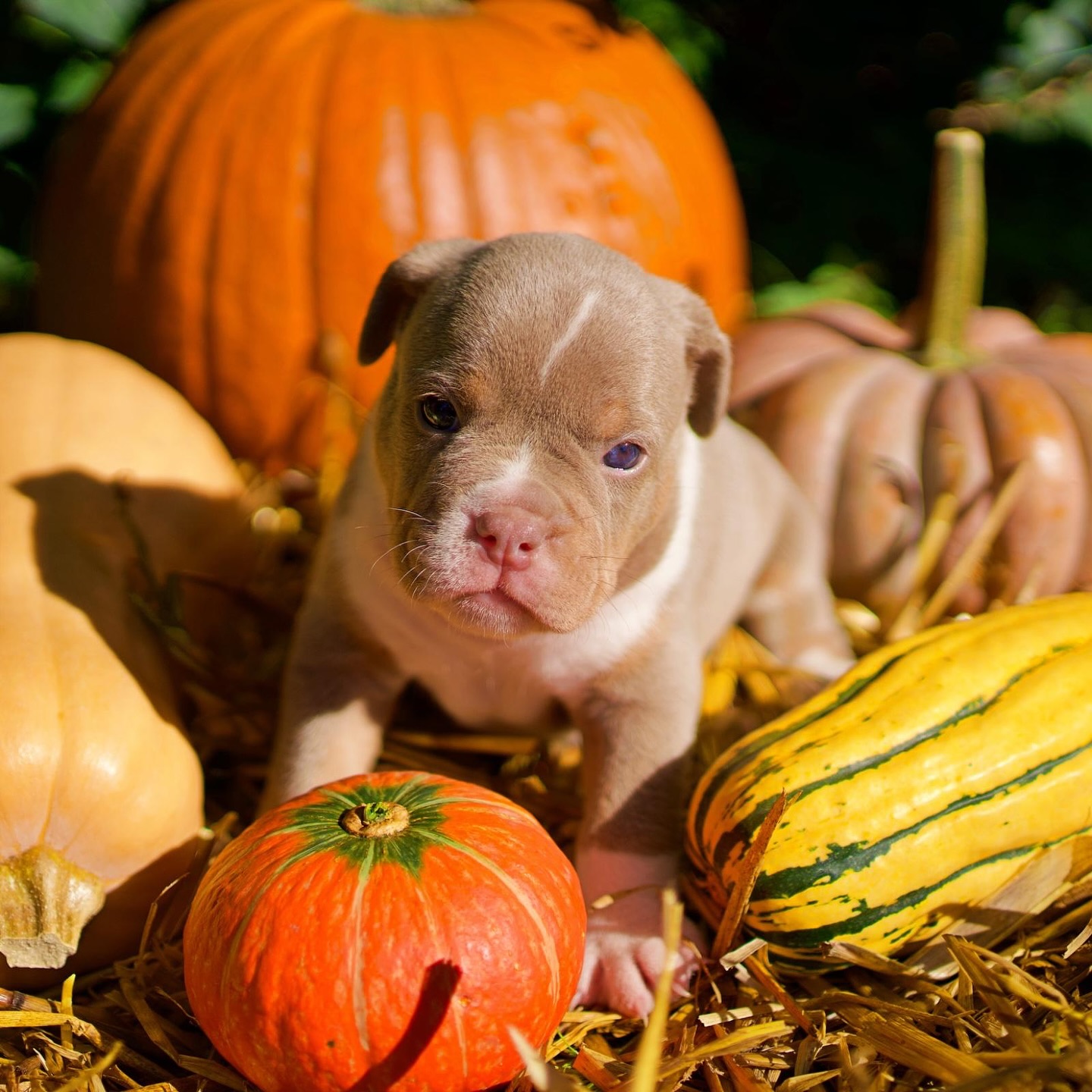 Savage 🔥
Wir waren ein bisschen abwesend – alle Hände voll mit kleinen Wundern. ✨
Aber unsere S-chen darf ich euch natürlich nicht vorenthalten.
Das ist Savage 🤪
Der Wilde. Der Ungezähmte.
Geboren mit 314g und vom ersten Moment an voll da.
Frech, mutig und einfach zum Verlieben. 🥹
Er trägt sein Isabella 🍊 Tan-Fellkleid mit weissen Akzenten und langer Rute – natürlich mit Stolz. 😎
Savage ist wie alle S-chen CDDY-frei und hat zudem eine genetische Langrute. Genauso soll es auch sein 🙏❤️
ℹ️ CDDY (Chondrodystrophie) ist für die rassetypische Kurzbeinigkeit verantwortlich und begünstigt frühzeitige Bandscheibenverkalkungen & -vorfälle.
Unsere S-chen sind frei davon – das heisst, sie tragen das Gen nicht. 🙏
Damit stehen sie für mehr Beweglichkeit, Gesundheit und Lebensfreude. ❤️
#alphabully #retrofrenchie #alternativefranzösischebulldogge #huskyfrenchie #sportlichebulldogge #französischebulldoggen #bulldoggswithnoses #bullymitnase #healthyfrenchie #frenchiesofinstagram #sportlichefrenchies #nasenbär #französischebulldogge #französischebulldoggedeutschland #französischebulldoggeschweiz #bullysmitnase #frenchiebreeder #bulldoggezüchter