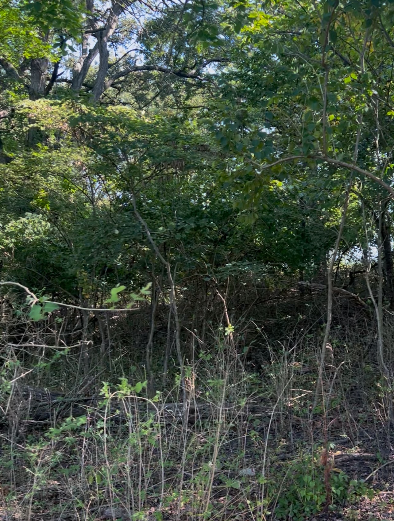 What a difference! 💪 This hillside in LaSalle, IL went from overgrown to gorgeous with a little help from Prime Habitat Management. Nothing beats seeing the land’s true beauty come back to life. 🌾