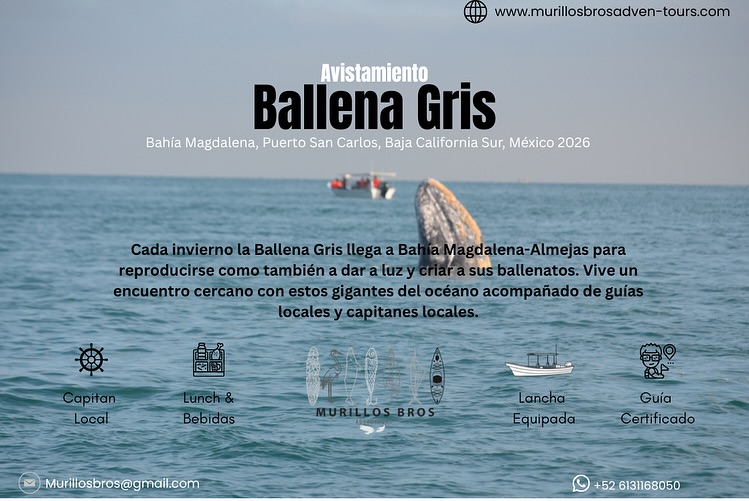 🇲🇽 🐋 Temporada Ballena Gris 2026 – Bahía Magdalena–Almejas
Temporada: enero–marzo 2026
Vive una experiencia que solo sucede una vez al año.
Cada invierno, la Ballena Gris viaja miles de kilómetros desde el Ártico hasta las tranquilas aguas de Bahía Magdalena–Almejas, donde llega para reproducirse, dar a luz y cuidar a sus crías.
Con Murillos Bros Adventours, tendrás la oportunidad de vivir un encuentro cercano, auténtico y responsable con estos gigantes del océano, guiado por capitanes locales que crecieron entre ballenas y mareas.
🚤 Lanchas equipadas
🍱 Lunch & bebidas incluidas
👨✈️ Capitanes y guías certificados locales
Descubre por qué Bahía Magdalena es uno de los santuarios naturales más importantes de México, donde la magia del Pacífico y la tradición pesquera se encuentran.
🇺🇸 🐋 Gray Whale Season 2026 – Magdalena Bay–Almejas Lagoon
Season: January–March 2026
Live an experience that happens only once a year.
Every winter, the Gray Whale travels thousands of kilometers from the Arctic to the calm waters of Magdalena Bay–Almejas Lagoon, where they come to mate, give birth, and care for their calves.
With Murillos Bros Adventours, you’ll have the chance to enjoy a close, authentic, and responsible encounter with these ocean giants, guided by local captains who grew up among whales and tides.
🚤 Fully equipped boats
🍱 Lunch & drinks included
👨✈️ Certified local captains & guides
Discover why Magdalena Bay is one of Mexico’s most important natural sanctuaries, where the magic of the Pacific meets the soul of a fishing community.
📍 Puerto San Carlos, Baja California Sur
🌐 www.murillosbrosadven-tours.com
📧 murillosbros@gmail.com
📲 WhatsApp: +52 613 116 8050
#BallenaGris #BahíaMagdalena #PuertoSanCarlos #MurillosBrosAdventours #WhaleWatchingMexico #TurismoComunitario #NaturalezaViva #BajaCaliforniaSur #AventuraSustentable #GrayWhale #MagdalenaBay #CommunityTourism #WildNature #SustainableAdventure #MurillosExperience
