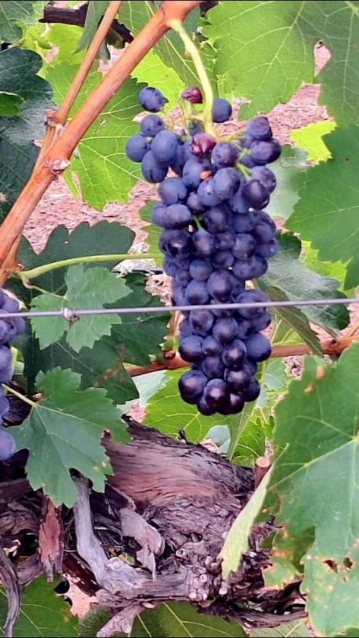 Our new-season wines are ready.
Grown right here at our high altitude vineyards, these bottles carry the taste of dry winds, clear skies, intense sun and mineral rich volcanic soils.
Best enjoyed where they were made, in the stillness of Rogge Cloof under wide Karoo skies.
Who would you bring to share a tasting?
Book your wine tasting experience at Reception or enquire when you book your stay.
#luxuryecotravel #darkskyreserve #travelsouthafrica #karoo #karoolife #karooaccommodation #hikingadventures #hikingsouthafrica #cheetahconservation #cheetah #sustainabletravel #stargazing #astrophotography #sutherland #astronomylover #wideopenspaces #natureescape #nightphotography #nightsky #astronomy #thisissouthafrica