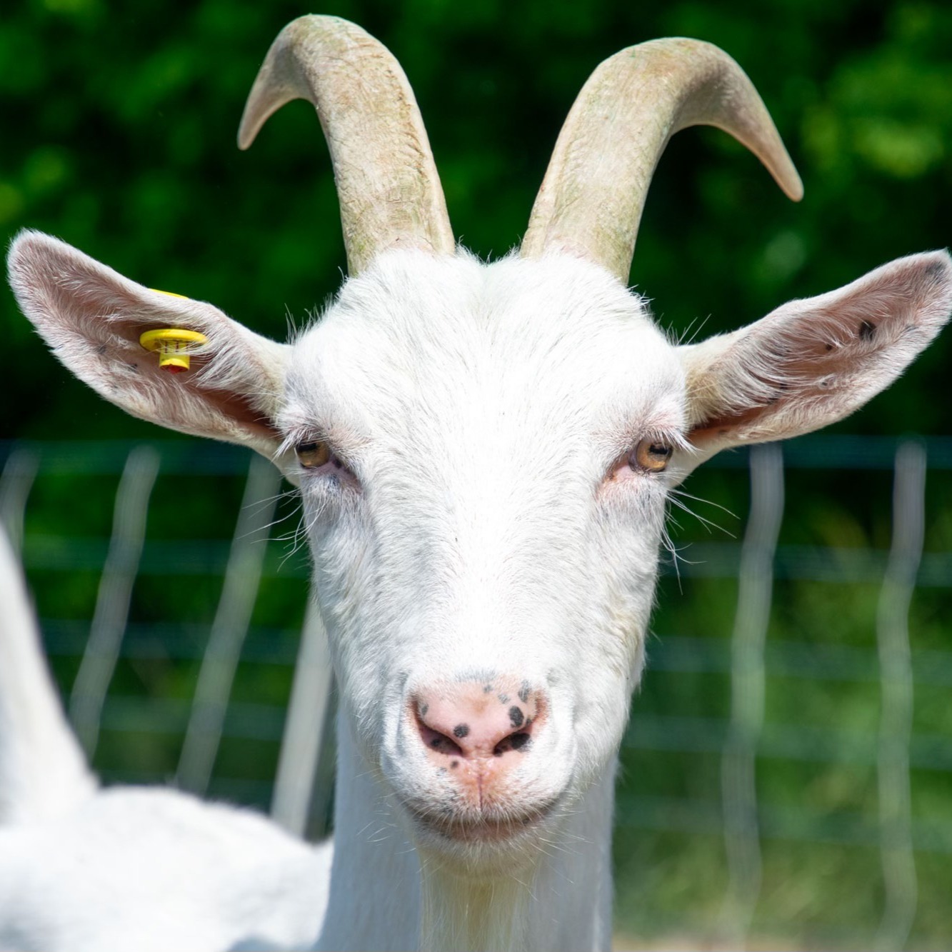 Blumenthal ist zurück! 🐐🧀
Ab sofort wieder das komplette Ziegenkäse-Programm – und NEU: frisches Schweine- & Ziegenfleisch.
Nicht verpassen:
Bio-Weißwurst-Tasting am Wochenmarkt
Sa, 18.10., ab 10:00 Uhr · Hauptplatz Pfaffenhofen
Kesselfrische Bio-Weißwürste & Wiener vom Bio-Hof Brem (Demeter/Naturland) + feine Bio-Senfsorten von Münchner Kindl. Regional, fair, klimafreundlich – und richtig lecker.
Komm vorbei am Stand von Pfaffenhofener Land & nimm dir was für daheim mit!
Infos: pafunddu.de/41797
Teil der Pfaffenhofener Klimawoche. 🌿