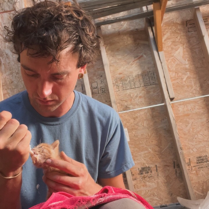 Another batch of kittens , these 3 i found abandoned in our shed a few days ago, and just gave them a bath…i think they’re happy to be clean…lots of caked on grime and flea poop without their mother around to clean them. I don’t think these were from Cheryl, the mother of the kittens from the previous post, as these are a couple weeks older and Cheryl very much did not recognize them when i tried to pawn them off on her. I’ve been bottle feeding them, thankfully they’re into the weening formula, so no more bottles. Most of the resident strays have gone in for their TNR, just a couple more to go, but as you can see, the farm is a popular spot for neighborhood strays to take up residence. Please help with our TNR program if you can. Link in bio to donate. I’ve spend lots of money that i don’t have trying to get these cats the care they need. I’ll be posting soon about adoption opportunities. Thank you!