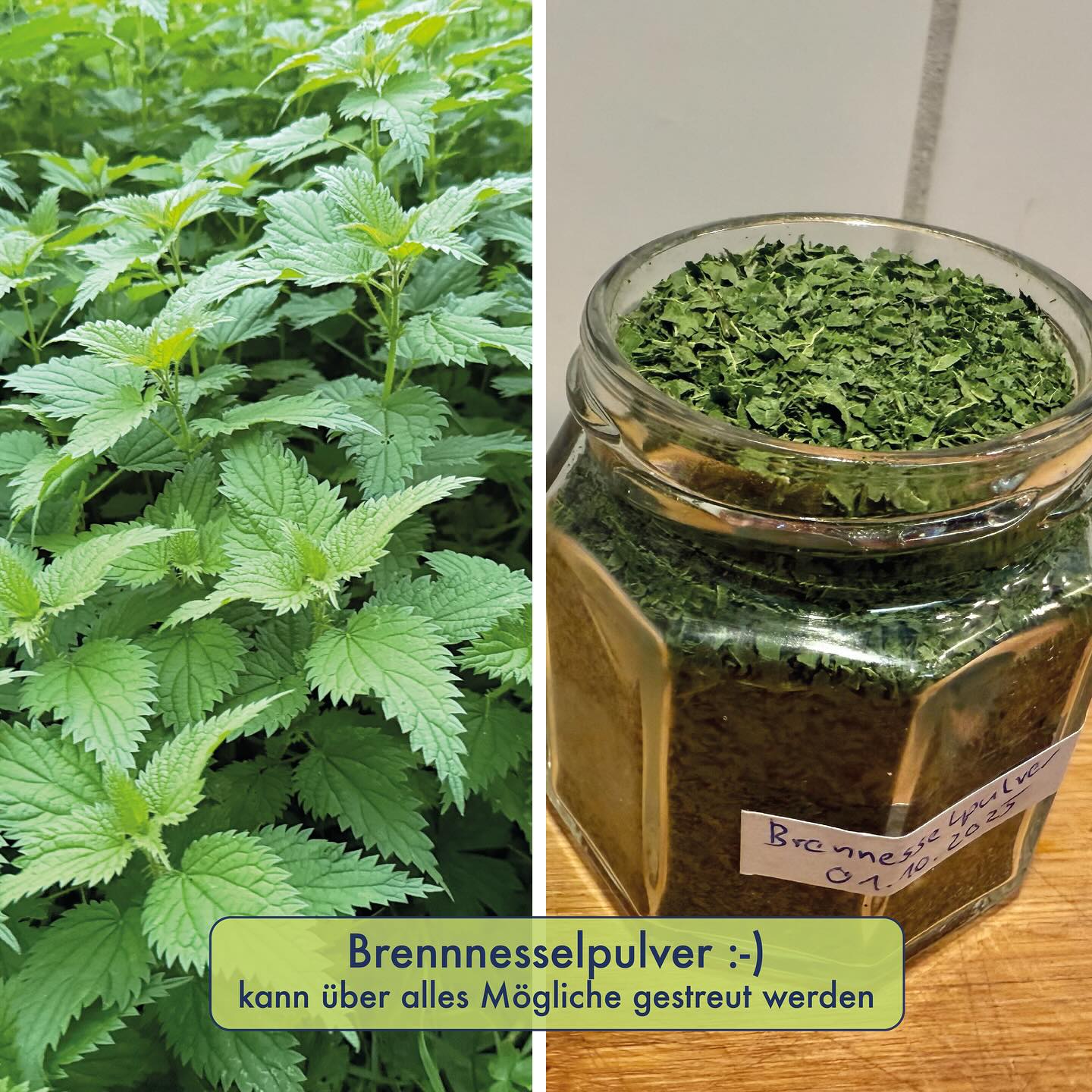 BRENNNESSELPULVER 🌱🔥🧂
Gerade jetzt im Herbst, nach den sommerlichen Schnitten und genügend Regen, findet man wieder viele frisch ausgetriebene Brennnesseln. Man kann sich damit für den Winter einen Vorrat anlegen, indem man die Brennnessel-Blätter trocknet. Sammeln tut man dabei die Blätter der Triebspitzen und das Trocknen erfolgt im Backofen bei ca. 40 Grad Umluft (mit leicht geöffnetem Spalt) oder Dörrex und dauert ca. 4-5h. Danach sind auch die Brennhaare zerstört. Man kann die Blätter dann grob von Hand vermahlen. Das anschliessende Feinmahlen geht dann gut mit dem Mixer. Das Pulver lässt sich in einem verschlossenen Gefäss an einem dunklen Ort mindestens 6 Monate lang lagern.
Dieses Brennnesselpulver kann man dann z.B. für Smoothies (ca. 1-2 EL pro 200ml) oder als Mineralstoff-reicher Zusatz für Teige (Omeletten, Brot, Spätzli,…) verwenden. Es führt nicht nur zu Geschmack, sondern auch zu cooler grüner Färbung. Man kann das Pulver auch auf den Salat oder ins Joghurt streuen, resp. der Suppe zugeben (kurz vor Ende des Kochens).
Das Brennnesselpulver wird im Handel auch als Nahrungsergänzungsmittel verkauft und dabei werden allerlei Wirkungen angepriesen, mit oft völlig überzogenen Heilsversprechen. Grundsätzlich ist die Brennnessel aber trotzdem ernährungstechnisch reich an Vitaminen und Mineralstoffen und wirkt leicht entwässernd. Diverse Inhaltsstoffe wirken ausserdem antioxidativ. Für Extrakte und Frischpflanzenpressaft-Zubereitungen zeigen Studien bei Rheumapatienten gute Wirkungen (Menge an Schmerzmitteln an reduziert werden). Wie diese entzündungshemmenden Effekte aber auf 1-2 EL trockenes Pülverchen übertragen werden können, ist hingegen dann wieder eine andere Frage.
wilder Gruss 🌱
David
#wildkräuter #wildkräuterküche #wildkräutersammeln #essbarewildpflanzen #essbarewildkräuter #botanik #naturbildung #bushcraft #outdoor #natur #foraging #brennnessel #urticadioica #brennnesselpulver