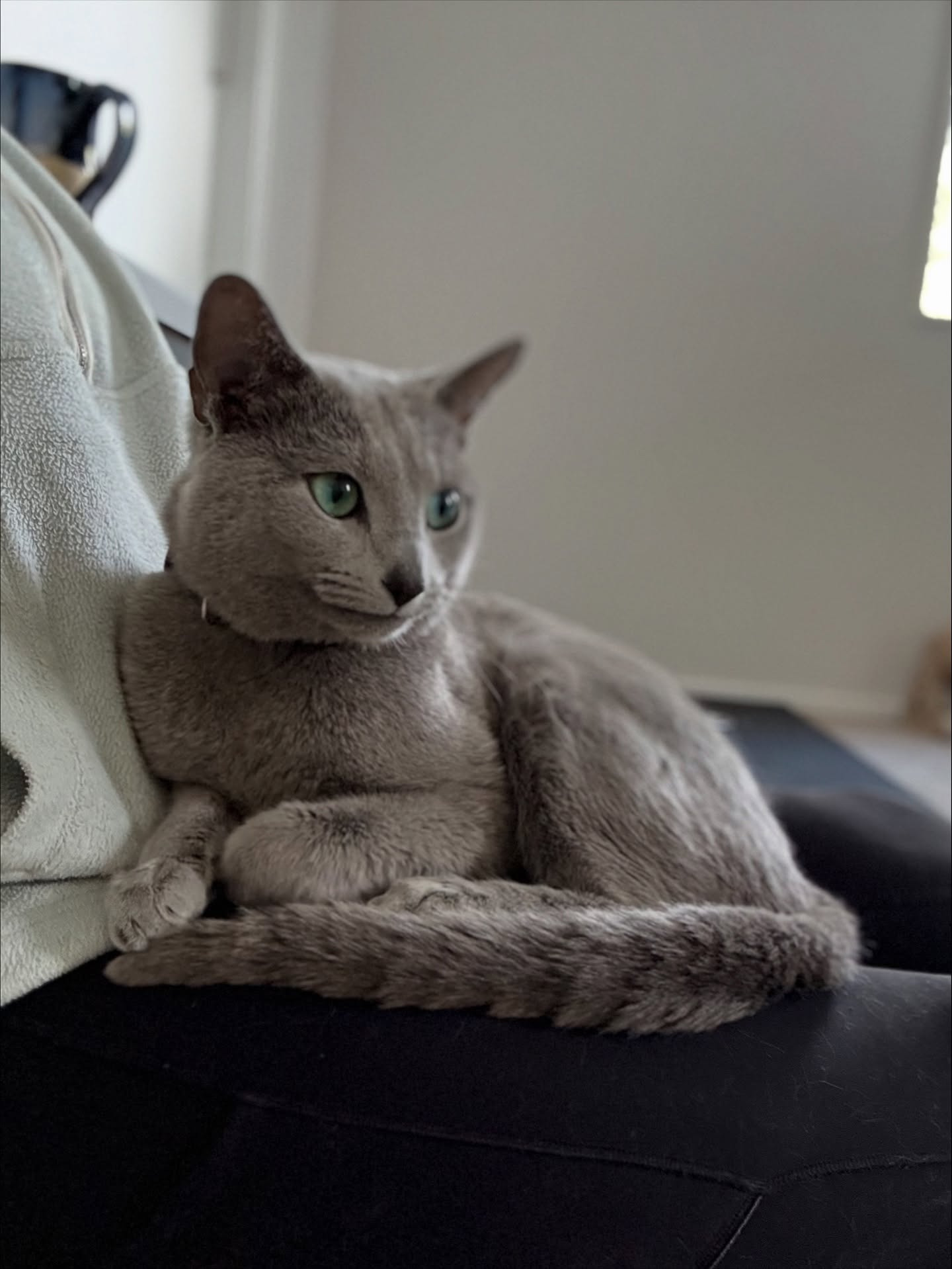 Starting the morning off right with my daily cuddles 🥰
Alsoooo some exciting news we are expanding our cattery with 2 queens arriving early next year!!
#catio #cutecatcrew #dailyfoodfeed #petsofinstagram #petsofaustralia #petsofnz #nzmustdo #nz #kittenoftheday #russianbluecats #russianbluekittens