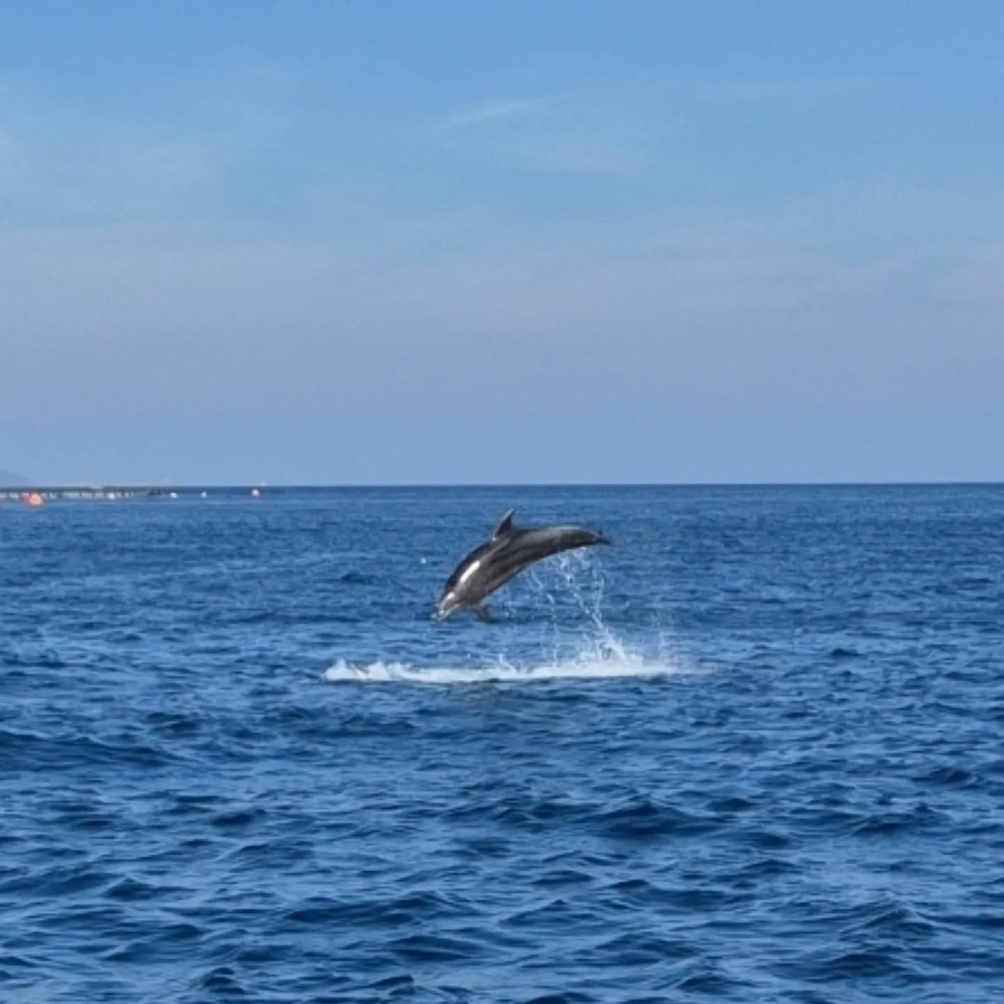 Today the dolphins came to play! Only on 3 islands!
#tigakitours #dolphins #3islands #threeislands #excursion #kosisland