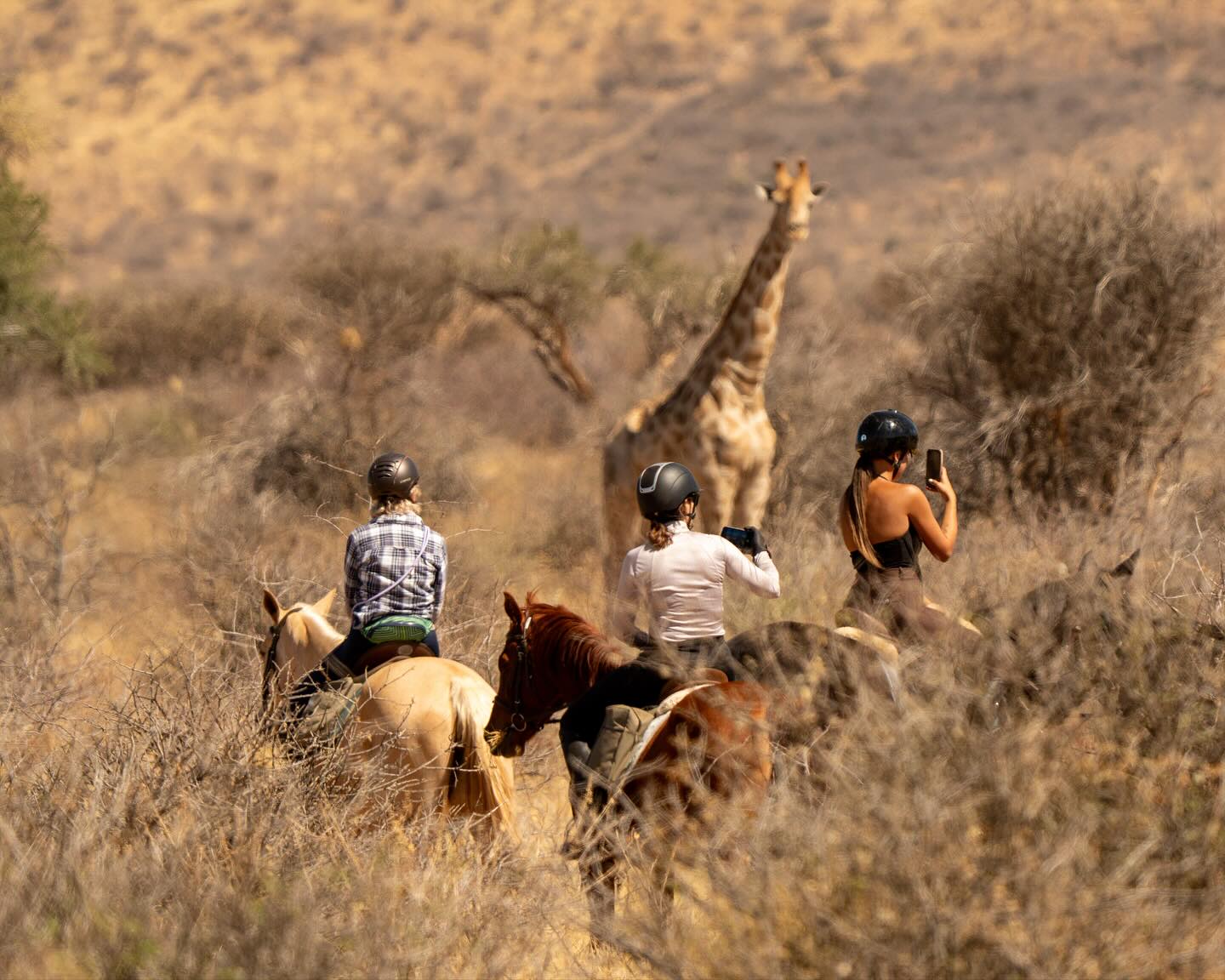 Impressions from our last Horse Riding Safaris with guests from Poland.
#horseridingsafari #horseridingnamibia #horsesafariafrica
#rajdykonne #konnesafari #rajdykonnewafryce #travelnamibia