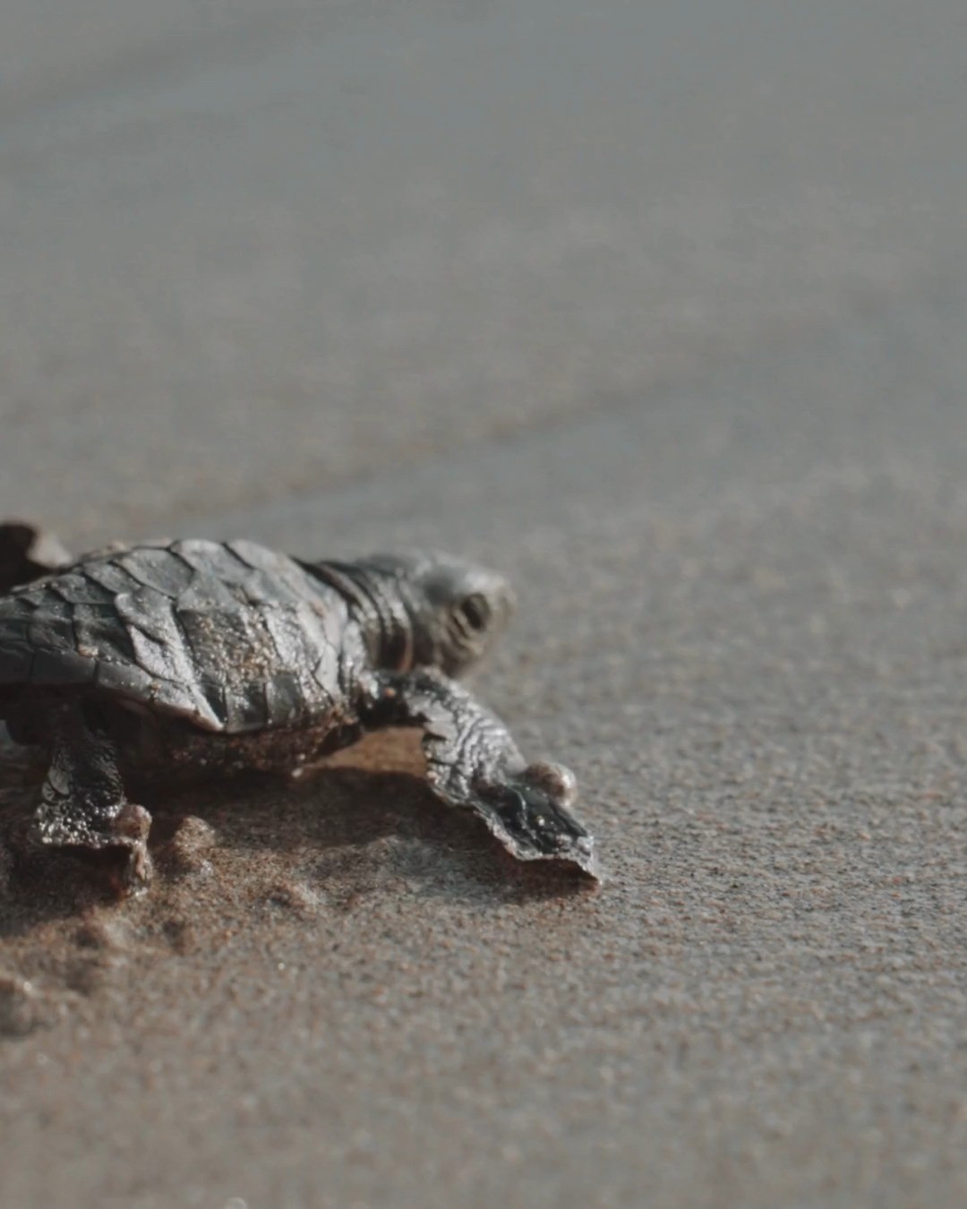 As sea turtle season winds down along Fort Lauderdale Beach, our nights are getting a little quieter.
The sand tells fewer stories now; fewer hatchlings breaking through, fewer tracks leading to the sea; but our mission doesn’t stop when the nesting slows.
🌊 What’s Changing:
“Fewer hatchlings” doesn’t mean less work. As the season closes, our volunteers shift focus from nightly patrols to year-round efforts that keep our beaches safe for future generations.
💡 What We Do Year-Round:
📖 Educate – We lead outreach programs to teach locals and tourists how to coexist with endangered wildlife.
� 📣 Advocate – We work with city and state partners to ensure responsible lighting, waste management, and conservation policies.
🤝Engage – We grow our volunteer base, strengthen partnerships, and prepare for the next season before the first nest even hits the sand.
Every hatchling that made it to the ocean this year did so because of our volunteers, supporters, and advocates like you. The end of season isn’t goodbye, it’s a pause before the next wave of life begins.
🐢 Stay connected. Keep caring. And help us #ResistExtinction all year long.
#SeaTurtleOversightProtection #ResistExtinction #FortLauderdaleBeach #Conservation #WildlifeAdvocacy #VolunteerFTL #EndOfSeason #ProtectWhatYouLove