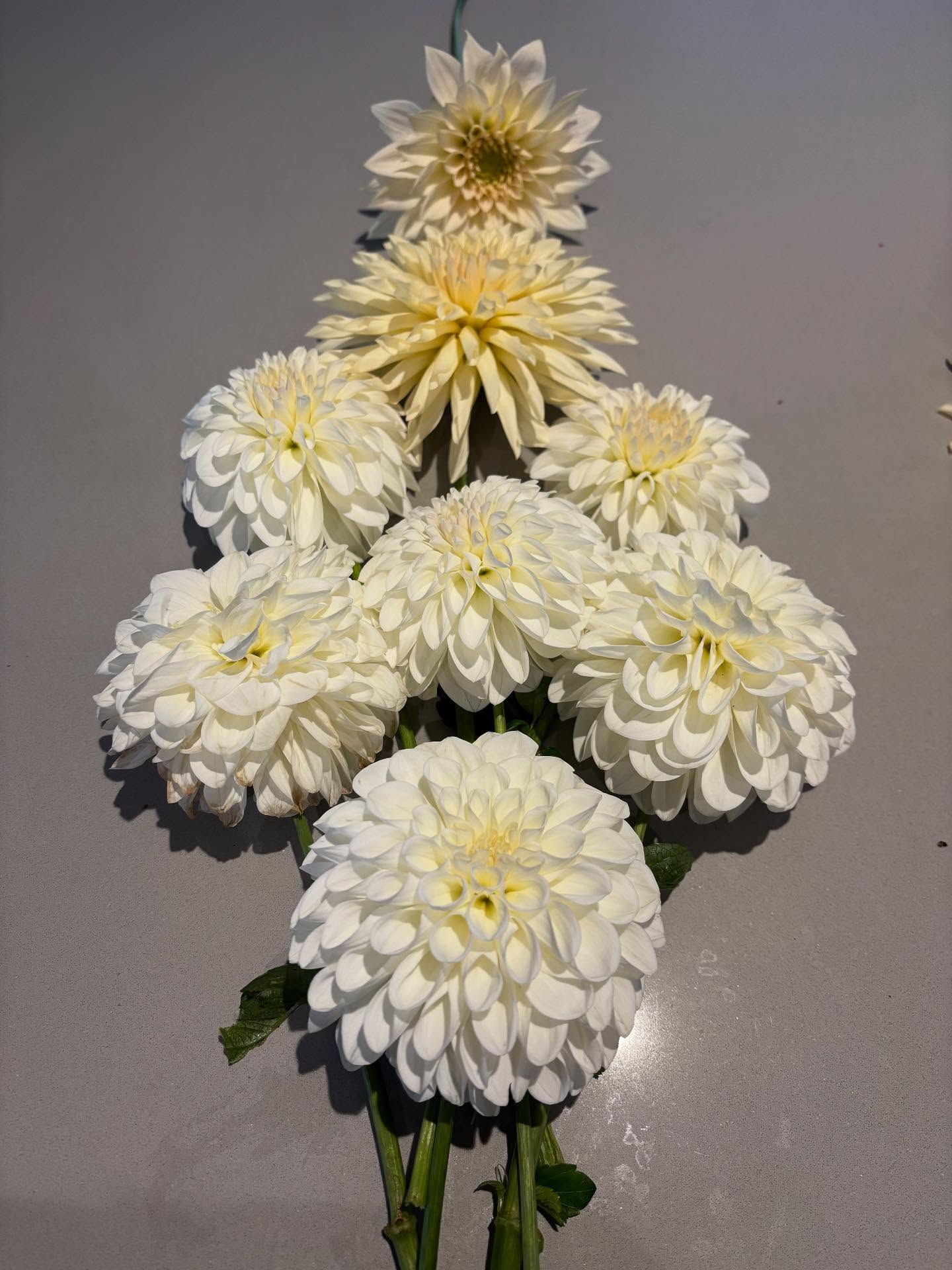 Trying desperately to ground myself in these homegrown beauties in midst of my data analysis which WILL become exciting but has currently got me tied up in knots 🧐 😩
#dahliasofinstagram
#grounding
#resilience #selfbelief #cantgiveup