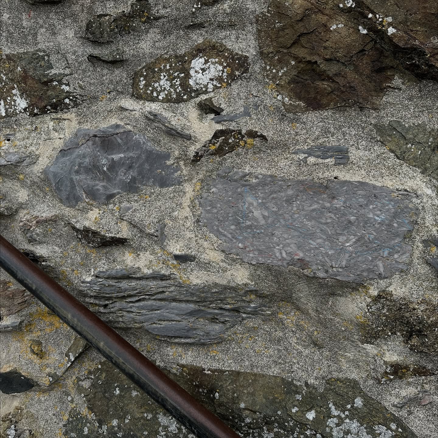 St Ives fossils.
Walking the path above Bamaluz beach I noticed an anomalous building stone in the wall - limestone. This is odd, with very little limestone in Cornwall and definitely none in west Cornwall!
Looking in detail I realised there are loads of limestone blocks. Not only that, but they also contain beautiful fossils!
The limestones are biomicrites (Folk classification scheme), and mudstones-packstones (Dunham scheme). From what I can see there are brachiopods, corals, gastropods, and burrows.
As a structural geo this is the limit of my palaeontology! Apologies for any errors in my assessment and ignorance to get more detail from them!
Thankfully I know the brilliant Kevin Page who is the go-to guy for palaeontology and SW England limestones! He has gratefully shed some light on them and their provenance.
Kevin suggests they are Mid-Devonian in age, and likely either from the Plymouth or Torbay area. They are more Torbay-like than Plymouth, where the limestones are more tectonically ‘stretched’. These are quite well-preserved.
These Devonian limestones formed from carbonate reefs along inter-basinal highs during passive margin rifting. The Plymouth and Brixham limestone formations are two examples of these.
How did they end up in St Ives? This is the site of an old lime kiln, built in the 1830s. It is now the fabulous St Ives Museum. When they built the subsequent wall they must have used what rocks were lying about.
Limestone is used to make quick lime for construction and agriculture. With no limestone occurring naturally it can be imported by barge. Lime kilns are often found along the coast or rivers where imported limestone can be dumped nearby before being roasted.
Nice to see fossils in a place where you wouldn’t expect to find them!
#stives #stivescornwall #paleontology #fossil #limestone #limekiln #cornwall #cornwallcoast #cornishcoast #walkingcornwall #explorecornwall #lovecornwall #cornwallgeology #cornishgeology #geology #geologyrocks #geolife #geologist #geologistsofinstagram #learninggeology #geoadventure #exploregeology #geologicalwonders #geologylife #geologyfieldtrip #amazingcornwall #stivesbay #fossils #coral #gastropod