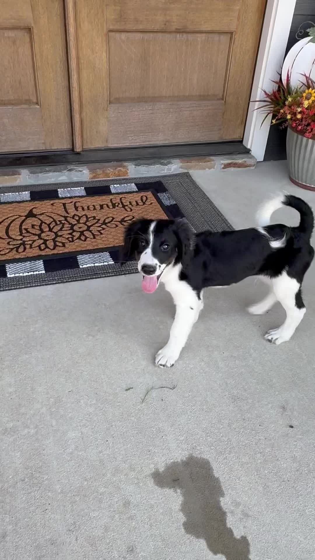 Friday playtime!!! These Bernedoodle puppies love socializing with our stud, Luther. And he is oh-so-patient with them!
#Bernedoodle #BernedoodlePuppy #BernedoodleBreeder #BernedoodlesOfInstagram #MiniBernedoodle #StandardBernedoodle #BernedoodleLovers #TexasBernedoodles #DFWPuppies #BernedoodleUSA #PuppiesNearMe
#PuppyGram #InstaPuppy #DoodlePuppy #DoodleOfTheDay #Dogstagram #PuppyOfInstagram