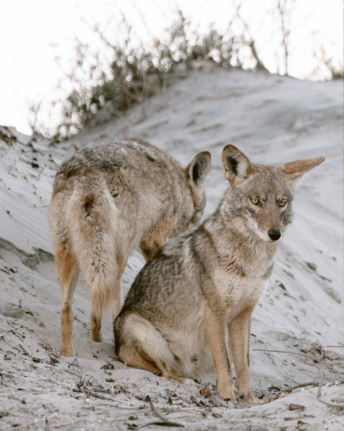 No solo las ballenas son vistas en Bahía Magdalena … también los coyotes 🐺. ¡Sí, ese mamífero astuto y adaptable que logra prosperar!
A pesar de haber sido intensamente cazado, el coyote (Canis latrans) ha expandido su territorio desde la llegada de los europeos a América, ocupando espacios que antes pertenecían a los lobos y adaptándose al entorno humano (a veces demasiado).
Es más común escuchar a un coyote que verlo. Sus aullidos nos recuerdan que la naturaleza sigue viva, incluso cuando no la vemos.
Sin embargo, su supervivencia no está libre de amenazas: los agroquímicos, incendios forestales y la contaminación por desechos humanos representan un riesgo constante. ⚠️
🌎 Cada sonido y cada huella son señales de que aún hay vida silvestre resistiendo y depende de nosotros mantenerla ahí.
— ENG —
Not only whales are seen in Magdalena Bay... coyotes 🐺 are too. Yes, that cunning and adaptable mammal that manages to thrive!
Despite being intensively hunted, the coyote (Canis latrans) has expanded its territory since the arrival of Europeans in America, occupying spaces that previously belonged to wolves and adapting to the human environment (sometimes too much).
It is more common to hear a coyote than to see one. Their howls remind us that nature is still alive, even when we don’t see it.
However, their survival is not without threats: agrochemicals, forest fires, and pollution from human waste pose a constant risk. ⚠️
🌎 Every sound and every footprint are signs that wildlife is still hanging on, and it is up to us to keep it there.
-
-
-
#coyote #visitbajasur #bahiamagdalena #cetaceosmexico #vidamarina #conservacionmarina #cientificosdelmar #proyectocetaceo #bahiadecabosanlucas #mamiferosmarinos #ballenasydelfines #registrocientifico #avistamientomarino #oceanografia #educacionambiental #especiesraras #cetaceosdelpacifico #maresmexicanos #investigacionmarina #biodiversidadmarina
