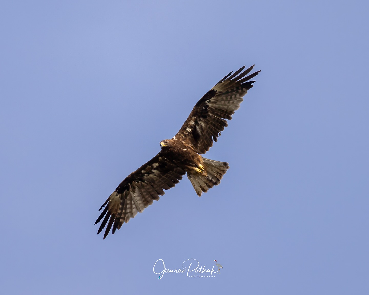 Booted Eagle (Hieraaetus pennatus) – It appeared almost out of nowhere, riding a thermal just overhead, wings spread wide and steady. Sunlight catching the feathers, it circled once—maybe twice—before drifting past. Long enough for a few clean frames, short enough to leave you wanting more. One of those quiet encounters that feels both lucky and earned.
.
Location - Gurgaon
Shot on Canon R5
Canon RF600mm F4 L IS USM
ISO 320
f/4
1/4000s
.
#canonrf600mmf4 #animalplanet #kings_birds #bbcearth #birdphotographers_of_india #bbcwildlifepotd #best_birds_of_ig #birds_captures #bestbirdshots #bird_brilliance #birds_adored #canonasia #canonedge
#capturedoncanon #birds_nature #discoverychannel #discoverychannelindia #earthcapture #canwithcanon #photoscapeofthemonth #morebirdpics #natgeoindia #natgeoyourshot #nature_brillance #ssptalenthunt #nuts_about_birds #planetbirds #raw_birds #your_best_birds #yourshotphotographer