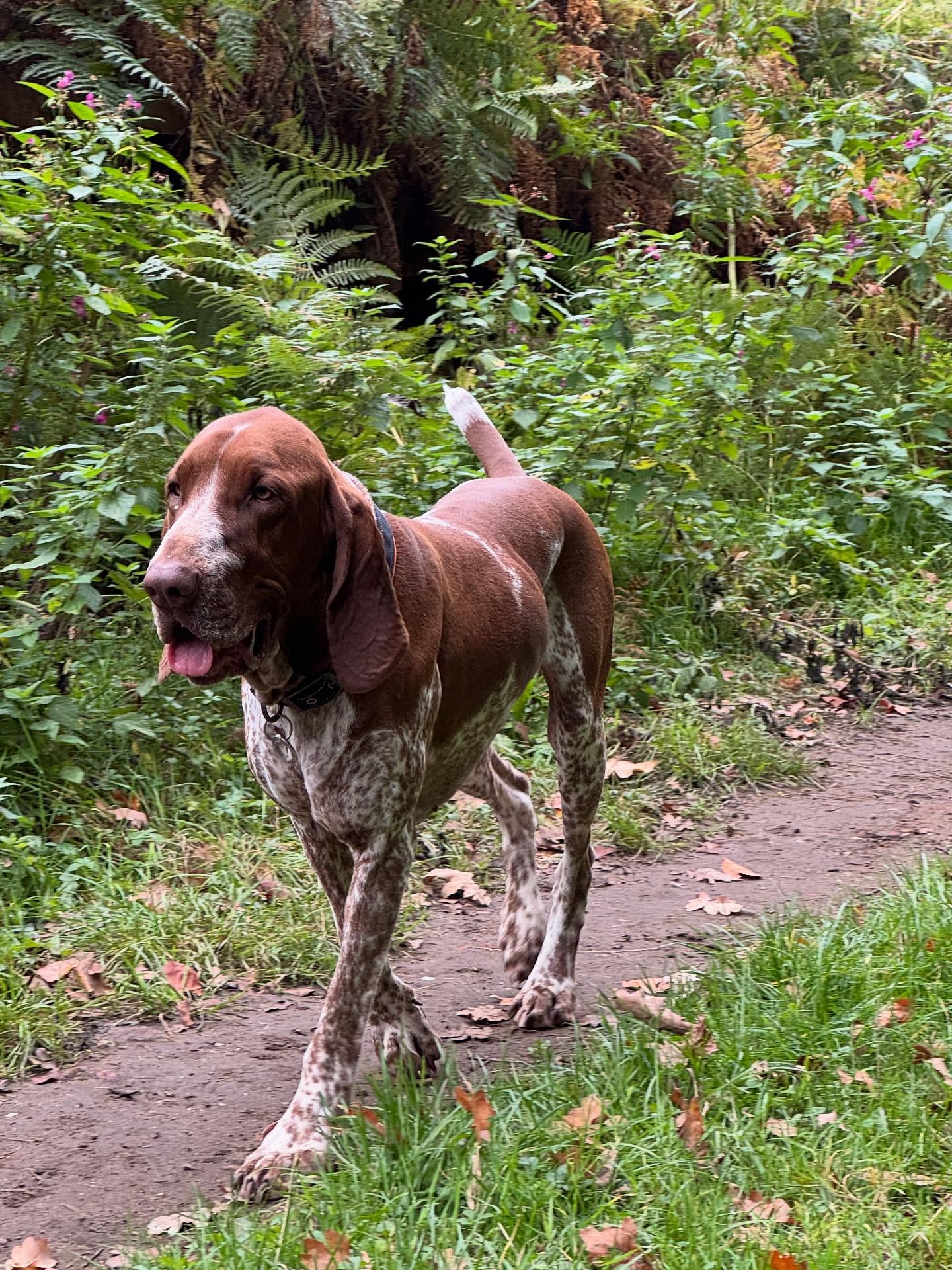Other people’s dogs #bracco & camouflage #visla Aurora ☀️, porcini mushrooms (didn’t)🍄🟫 , toadstools 🍄 ..
Magical autumn 🍂 walks, breathing in the nature 😊
@catsilcock