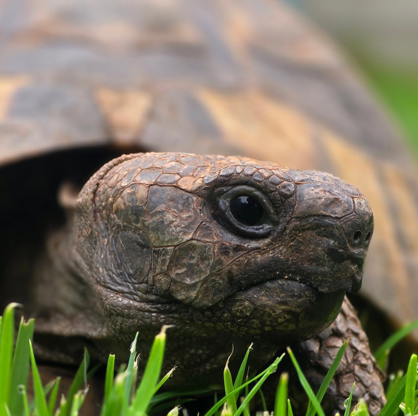 One of our male eastern herman tortoise.
#midlandtortoise #tortoise #Tortoise #tortoisekeeper #tortoiseofig #tortoiseofinstagram #tortstgram #tortoiselife #reptilesofinsta #reptilesofig #repstagram #pets #reptile #schildkröte #easternherman #hermanniboettgeri