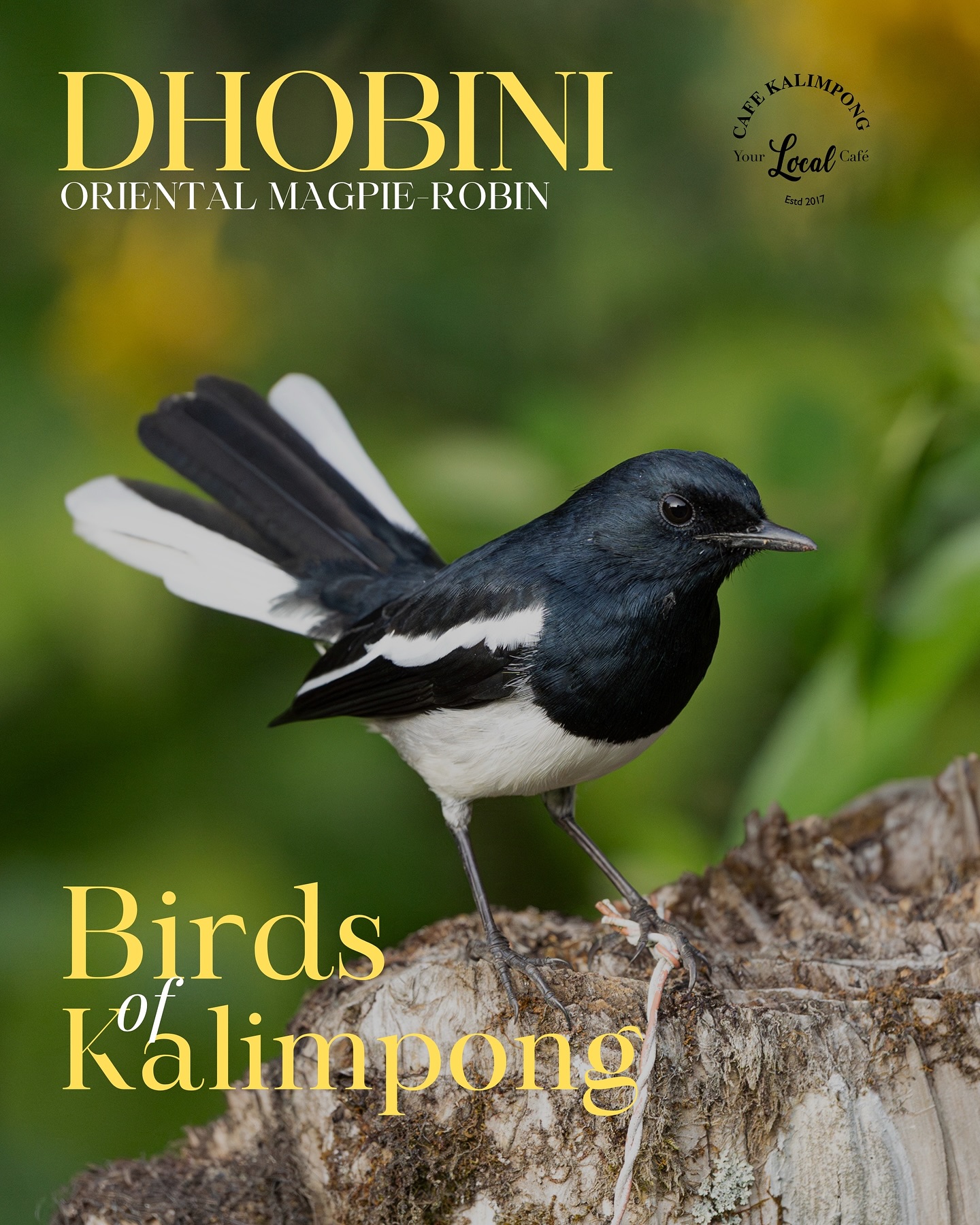 Meet DHOBINI
The Washerwoman Bird of the Eastern Himalayas
Welcome to our new series celebrating the feathered wonders of Kalimpong where every bird carries a story, and every story belongs to the hills. Tucked in the lap of the Eastern Himalayas, where misty ridges kiss forests and prayer flags flutter in bamboo groves, our region is a haven for birds. Places like Neora Valley National Park are among the richest biodiversity hotspots in India, drawing bird lovers and seekers of stillness from across the world.
The Oriental Magpie Robin is known in Nepali as the “Dhobini Chari”, or “Washerwoman Bird” a name that likely emerged from a blend of observation, folklore, and gendered symbolism. Its bobbing tail and upright, brisk movements resemble the physical gestures of a washerwoman scrubbing, rinsing, wringing echoing the laborious rhythm of women’s work along riverbanks and village wells. Its presence near streams and brooks, traditional sites of communal washing, and its sharp, repetitive calls may have further evoked the image of a dhobini—chatting, calling out, immersed in the hum of collective female labor.
This naming reflects more than just ecology; it gestures toward a cultural memory where women’s roles in everyday life were embedded in the landscape recognized, if informally, through language and lore. Unlike the flattening effect of scientific or Sanskritised names, which often erase local nuance, names like Dhobini Chari remind us that even birds can carry the echoes of women’s histories, their visibility, and their unspoken contributions.