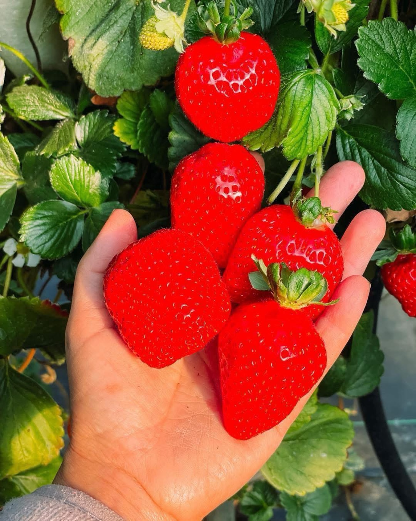 🍓🍓Yes - we still have strawberries & Thursday - Sunday will be your last chance for strawberry picking until May 2026!
⏰ Thursday-Sunday I 10am-5pm
📍 16727 Airport Rd, Clinton