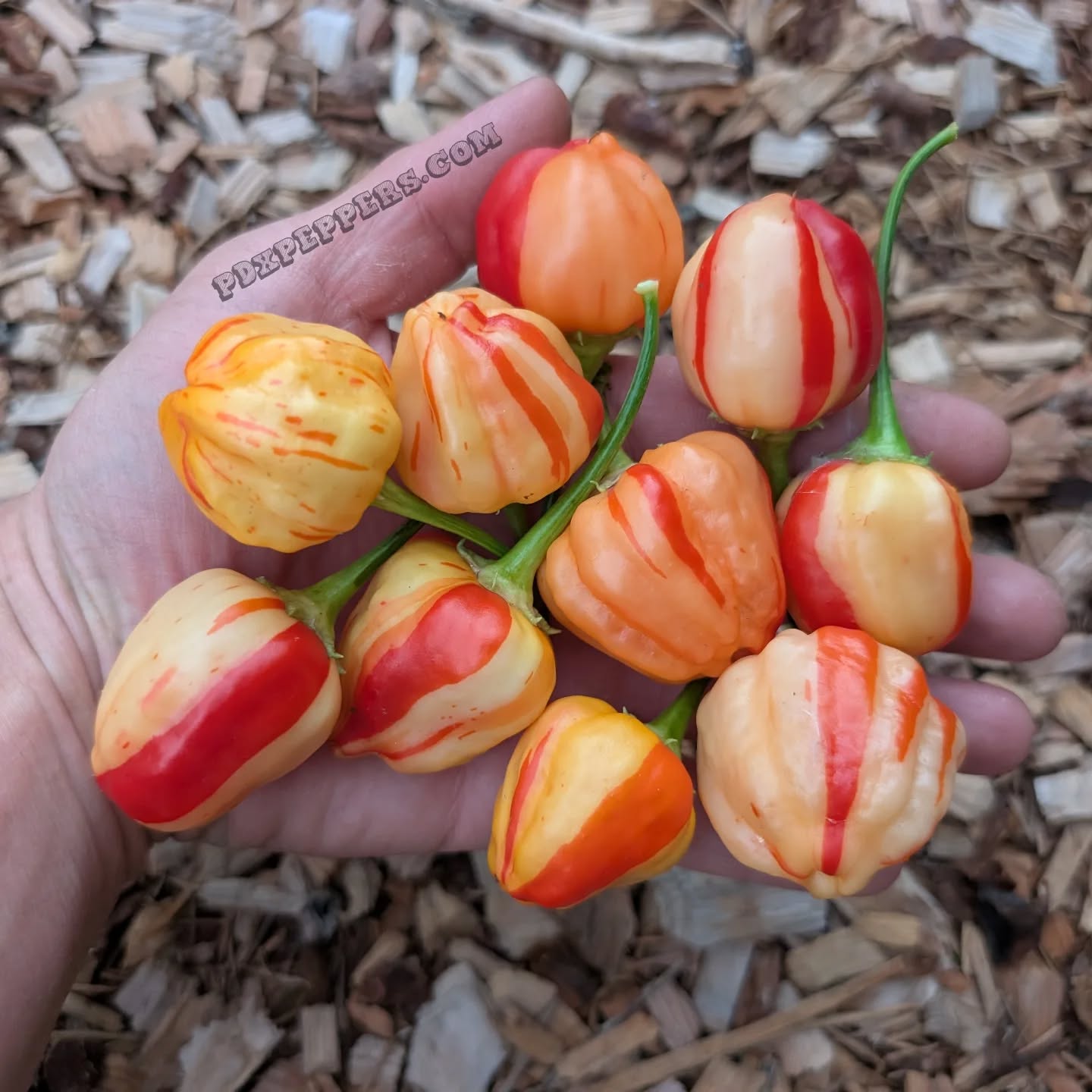 Summer is coming to an end, go swoop some seeds for the 2026 season!!
•
•
•
#PepperBusiness #HotSauce #FermentedHotSauce #FreshPeppers #PortlandOregon #StJohnsFarmersMarket #PDXPeppers #ChiliPeppers #SpicySauce #ThePepperNursery #ArtisanHotSauce #FreshLocalPeppers #PortlandPeppers #PDXFoodies #PDXFarmersMarket #FarmToBottle #PepperFarm #FermentedPeppers #SpicyFoodLovers #PDXart #LocalHotSauce #PepperGrower #PortlandFarmersMarket #ChiliHeads #FarmersMarketFinds #PDXSpicy