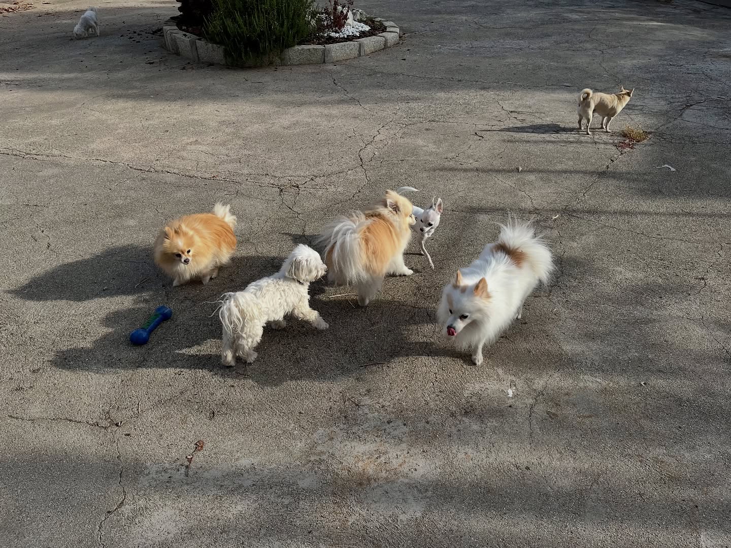 #cuidadoresdeperros #madrid #mascotas #españa #igersmadrid #perros #dogs #dogsofinstagram #perrospequeños #dogslife #dogfriend #fotosdeperros #comoencasa #vacaciones #doglover #pomeranian #chihuahua #caniche #bichón #bichonmaltes #shitzu #shitzulovers #pomerania #pomeraniaespaña #teckel #otoño