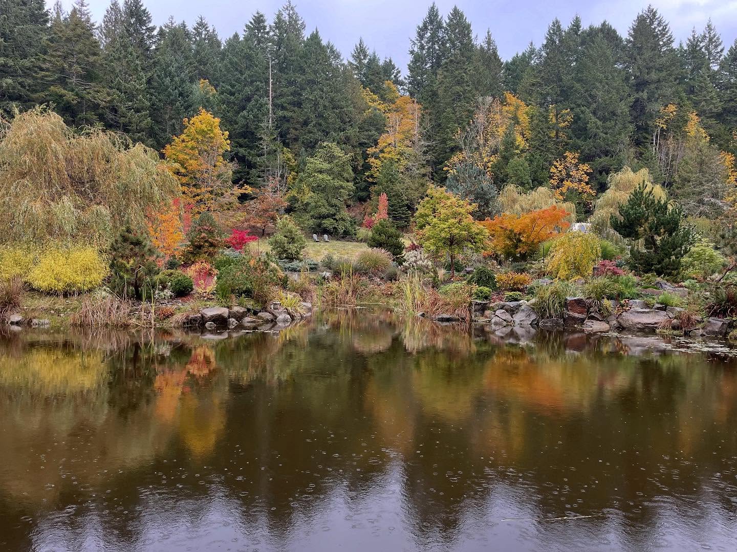 Rain has arrived. The big leaf maples and Garry Oaks are changing colour. Lots of acorns this year...squirrels should be happy. 🍂🍁🍂