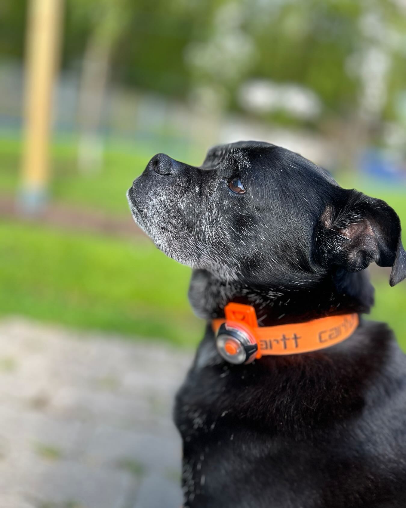 Wir vermissen dich, Puk 💔
Danke für 14 Jahre und all die schönen Momente und die Liebe, die du uns geschenkt hast.
Du bleibst für immer in unseren Herzen. 🕊️❤️#InLiebe #Familienhund #Erinnerung