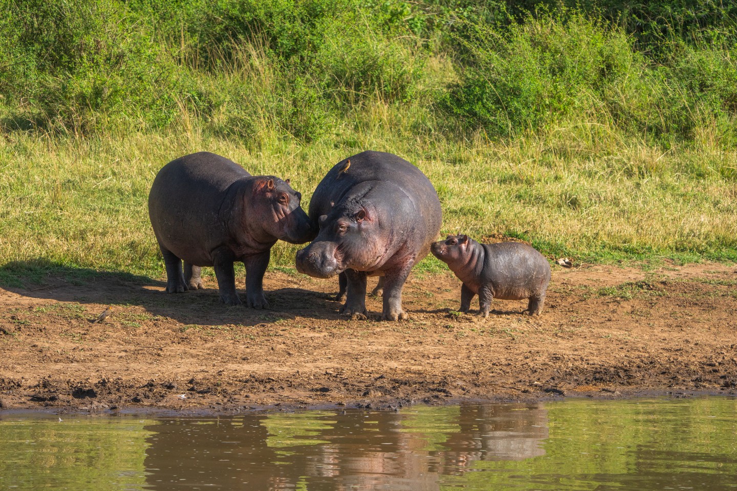 Hippos are highly social animals that live in groups known as pods — usually made up of around 10 to 20 individuals, though in some rivers or lakes, groups can be much larger.
Each pod is typically led by a dominant male, who defends his stretch of water, while females and their calves form the core of the group. The strong bonds between mothers and calves are easy to spot — young hippos rarely stray far from their mothers, especially in the first months of life.
These family groups spend most of the day resting in the water to keep cool, emerging at dusk to graze on grasses along the riverbanks.
Photo: © @JamieLucasPhotography
#Loisaba #Hippo #WildlifeConservation #Kenya #AfricanWildlife #LoisabaRivers #CommunityConservation #NatureForAll